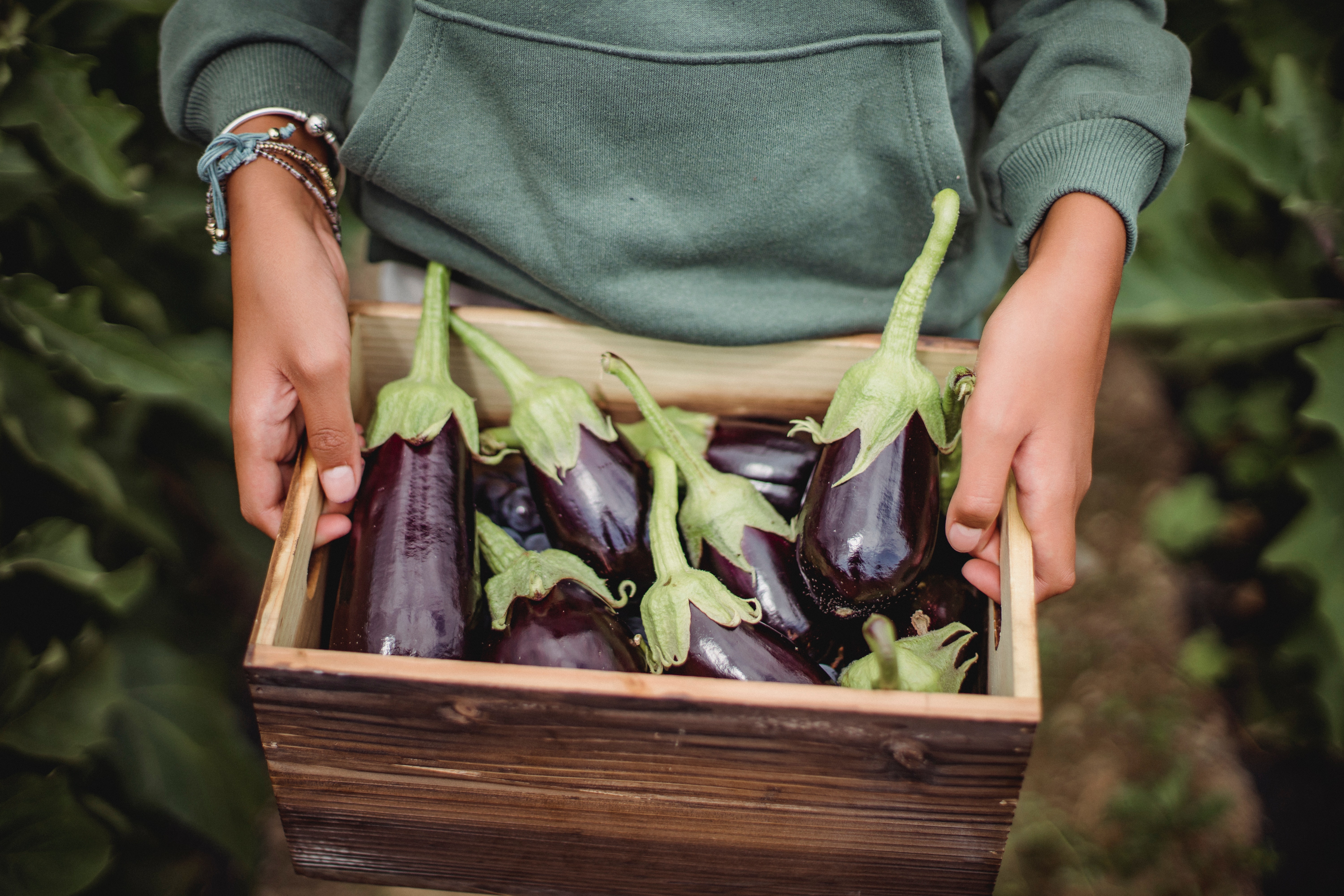 Eggplant Wallpapers