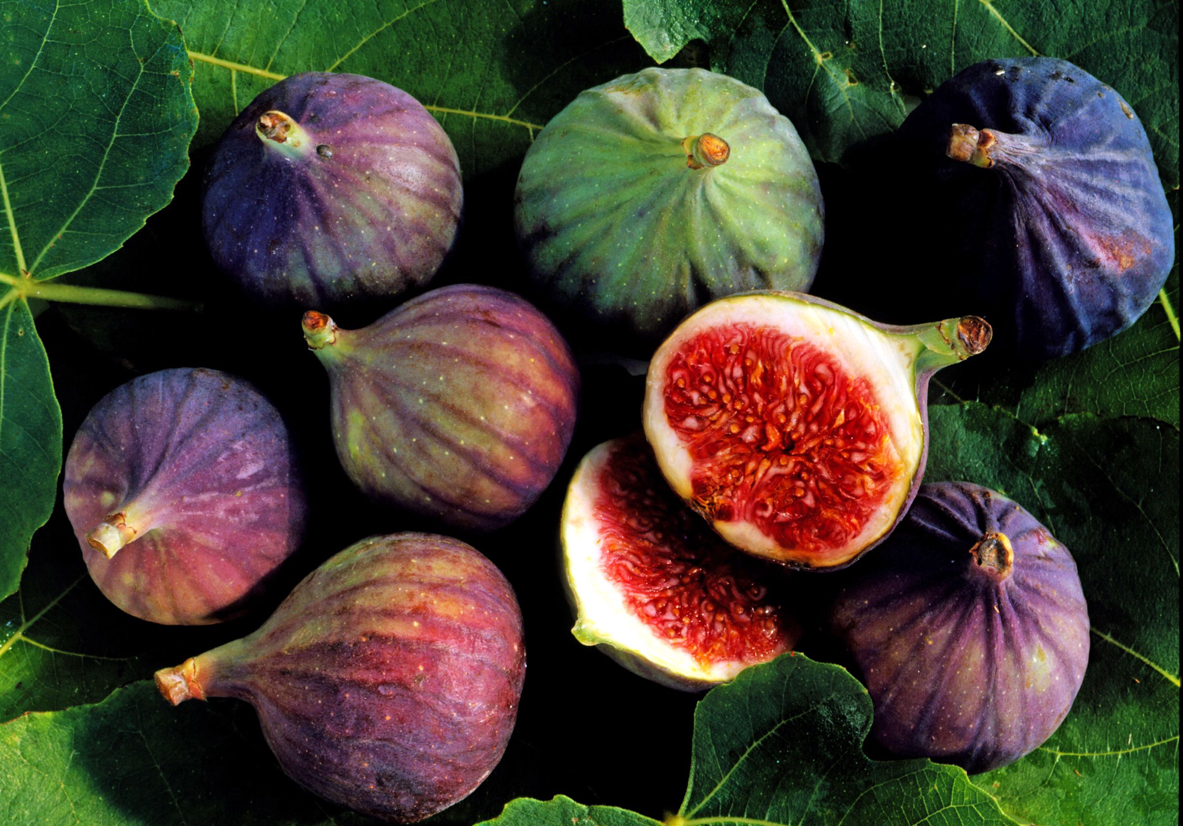 Fig Wallpapers