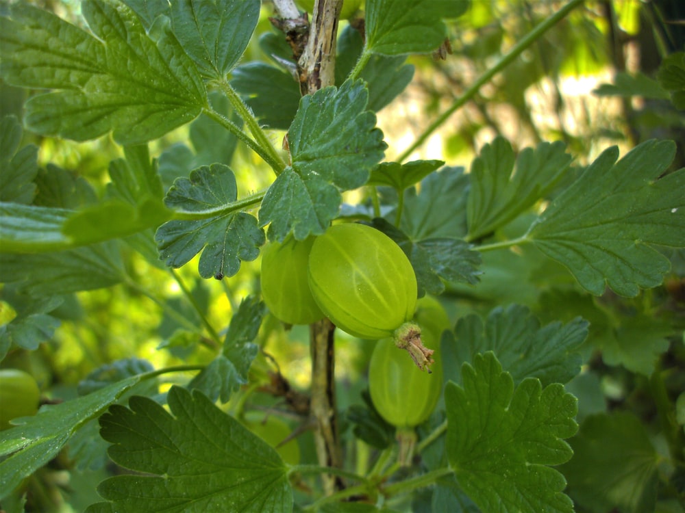 Gooseberry Wallpapers