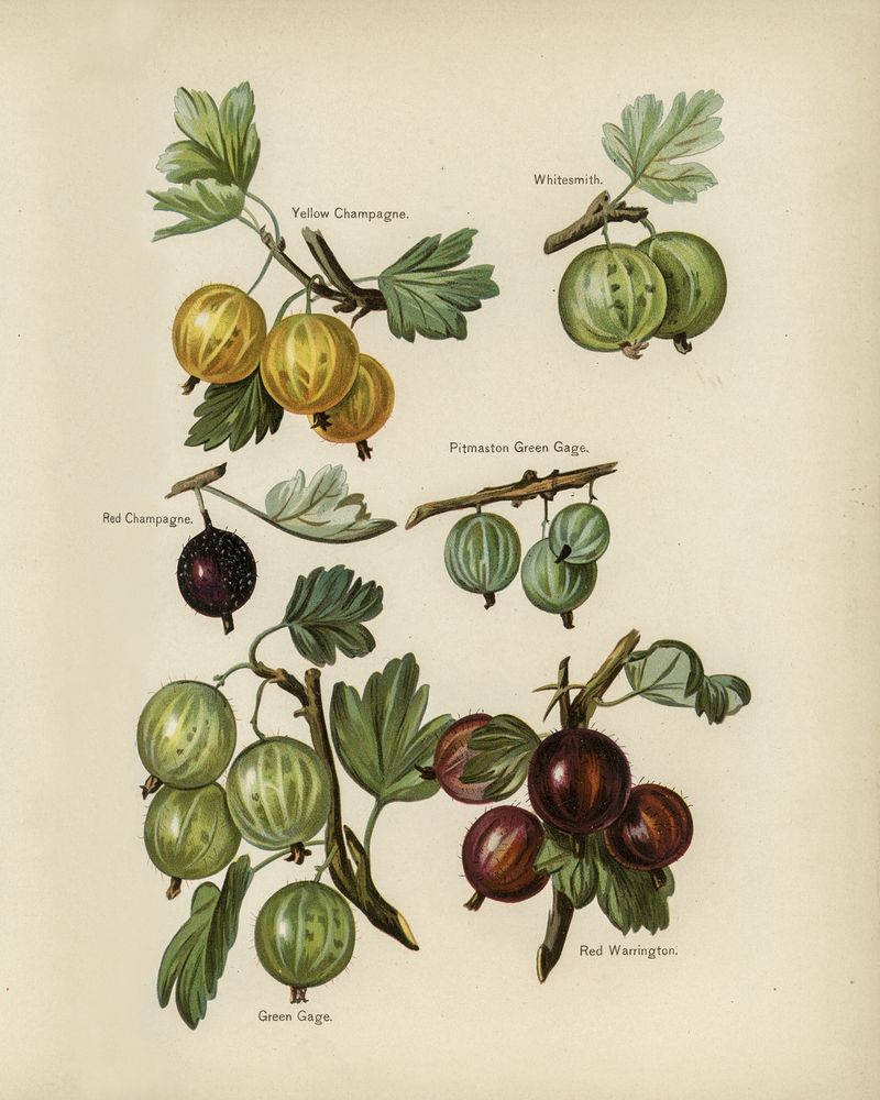 Gooseberry Wallpapers