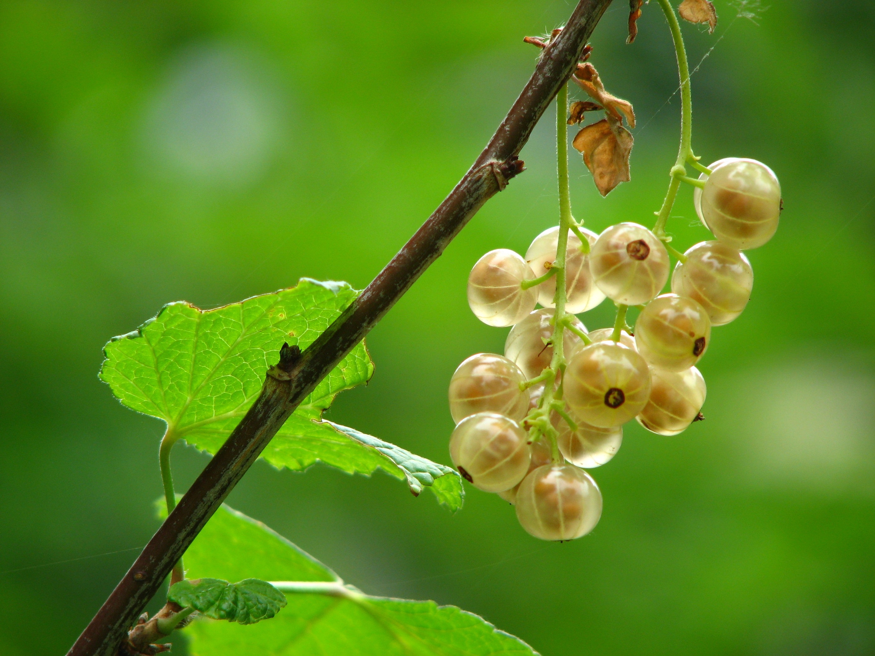 Gooseberry Wallpapers