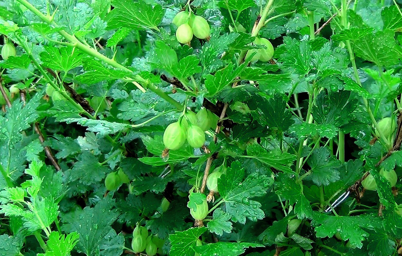 Gooseberry Wallpapers