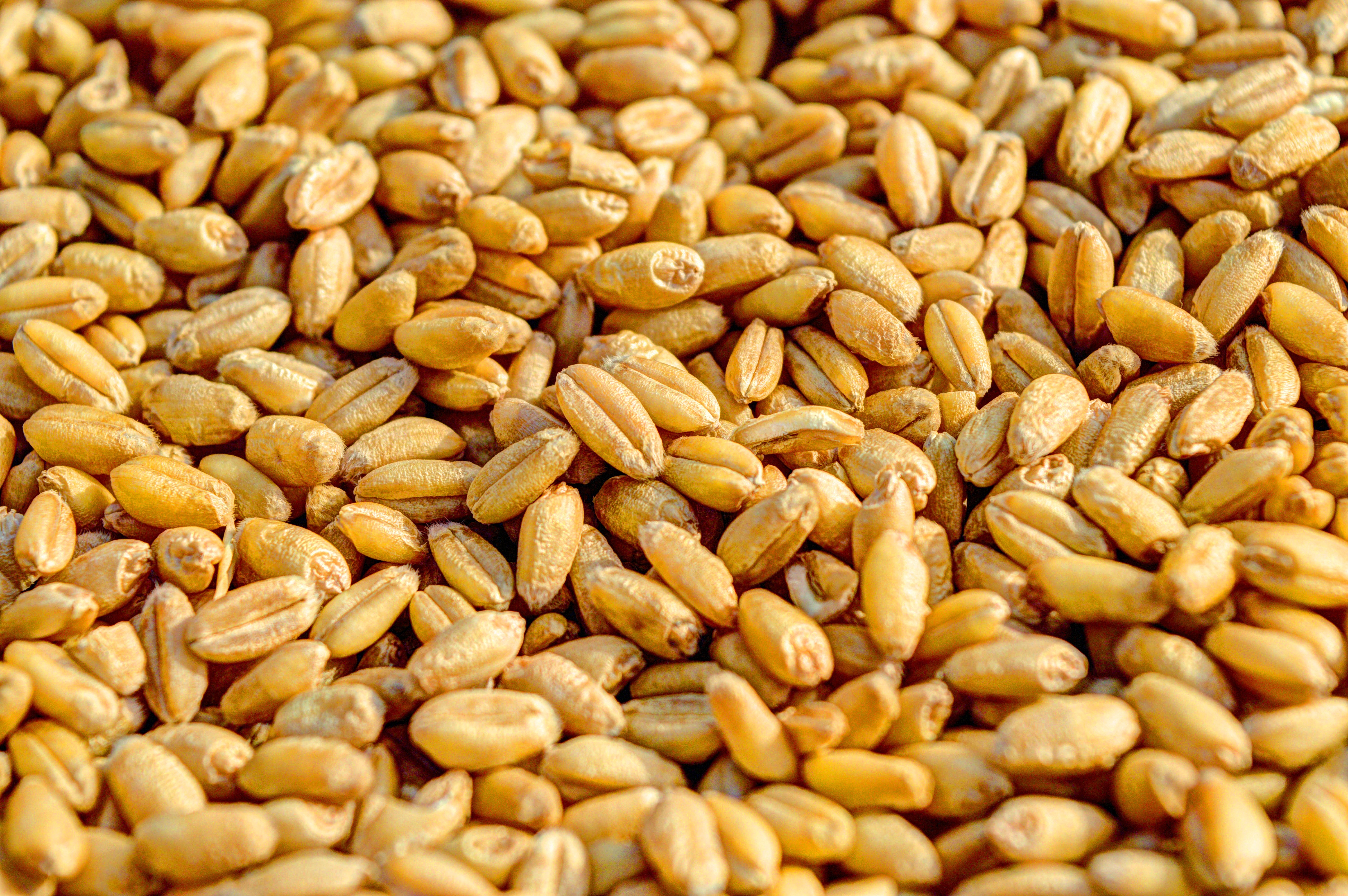 Grains Wallpapers