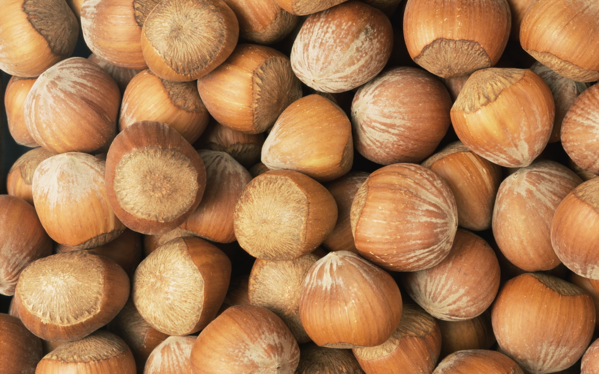 Hazelnut Wallpapers