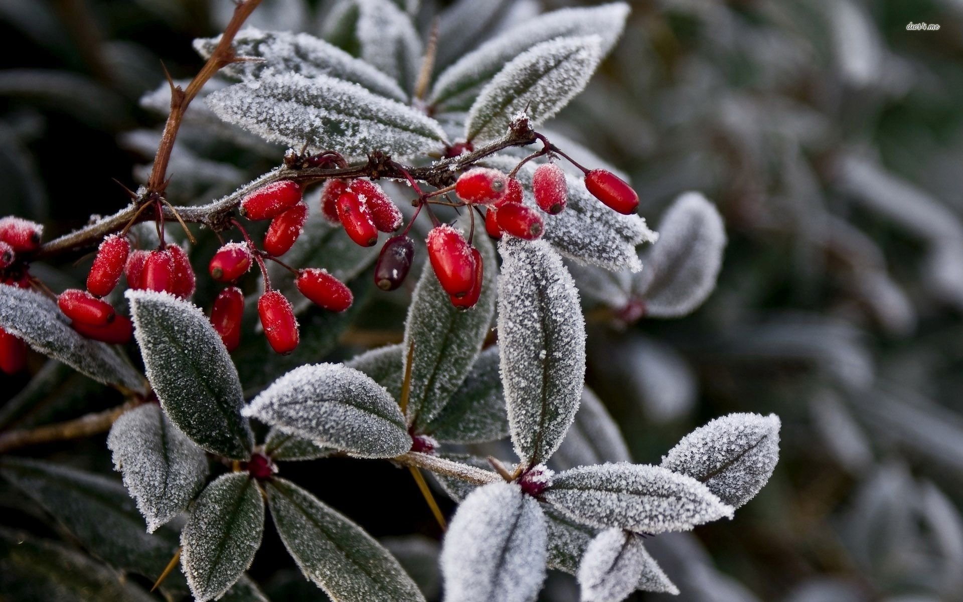 Japanese Barberry Wallpapers