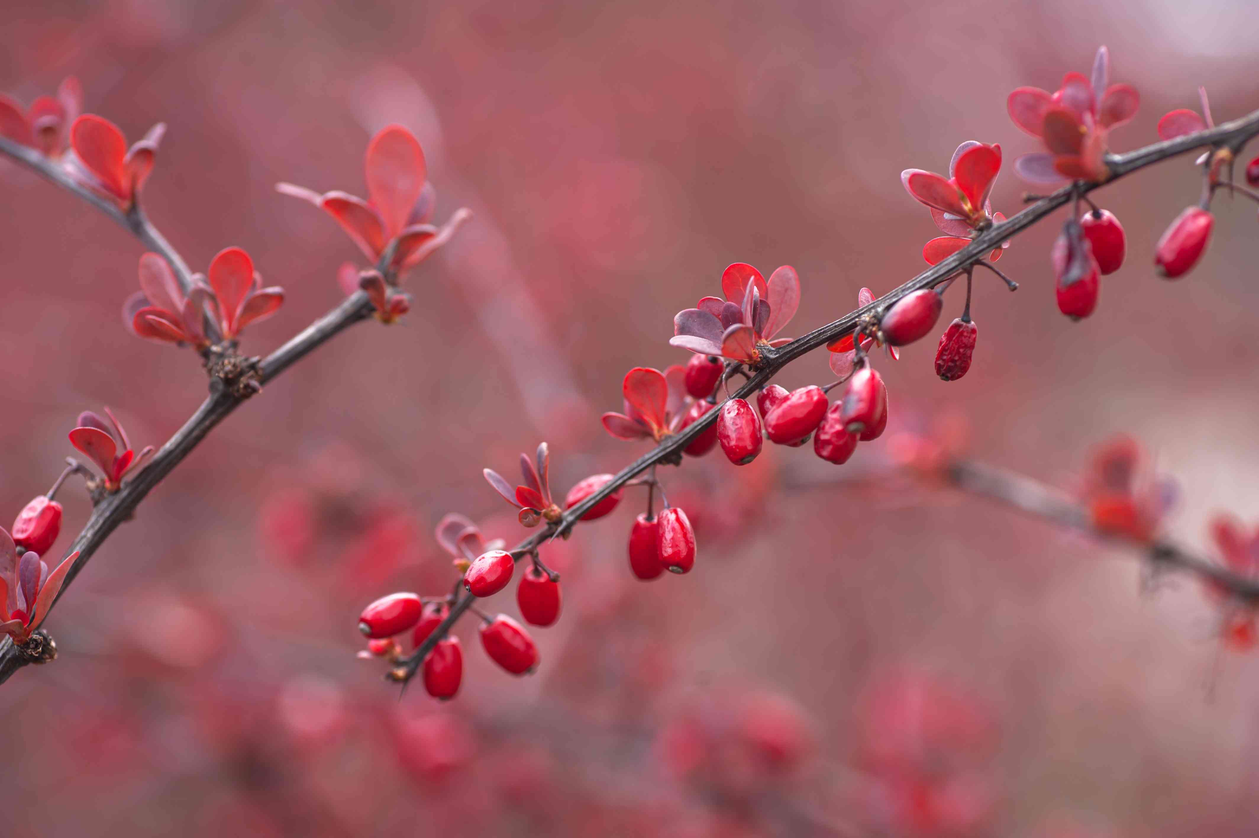 Japanese Barberry Wallpapers