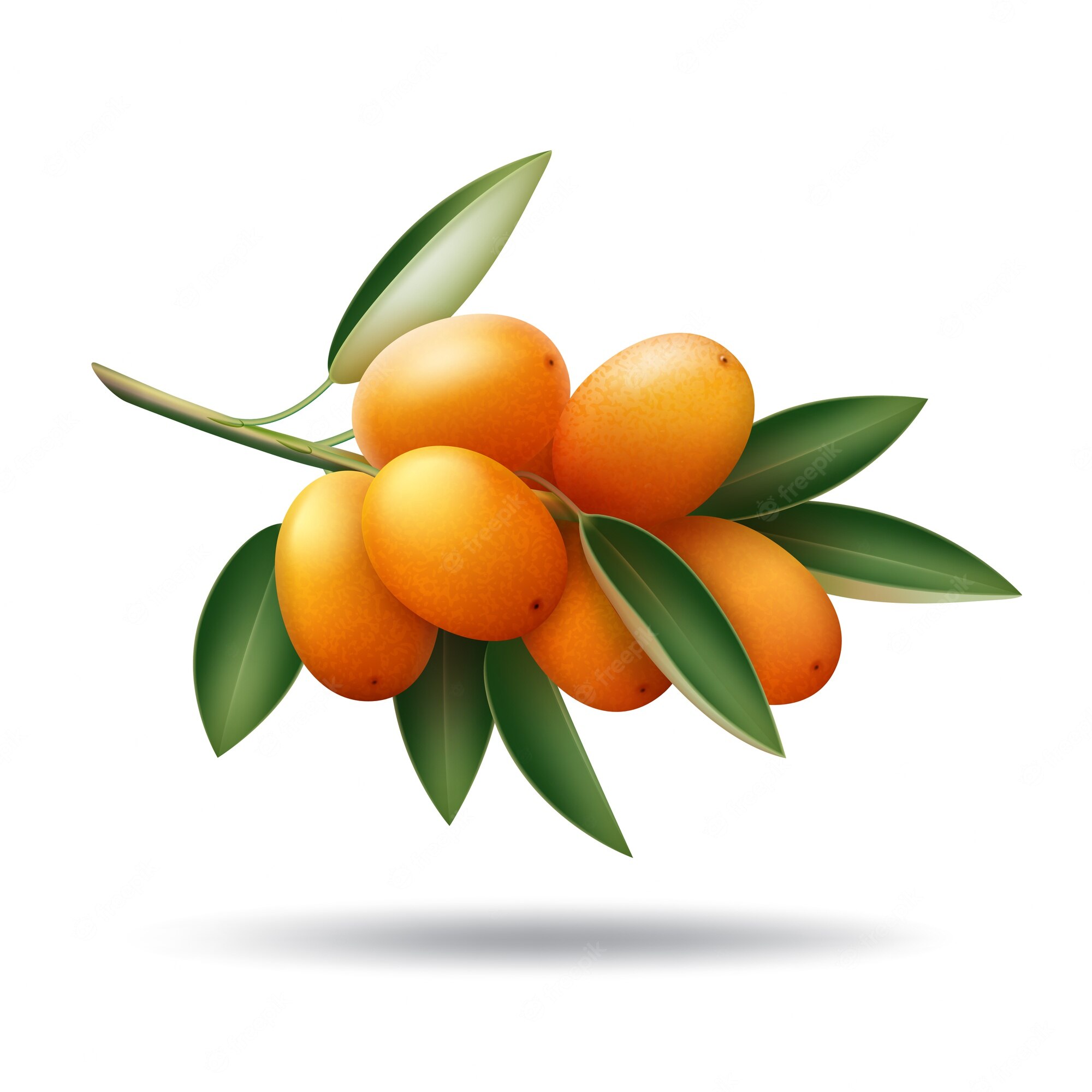 Kumquat Wallpapers