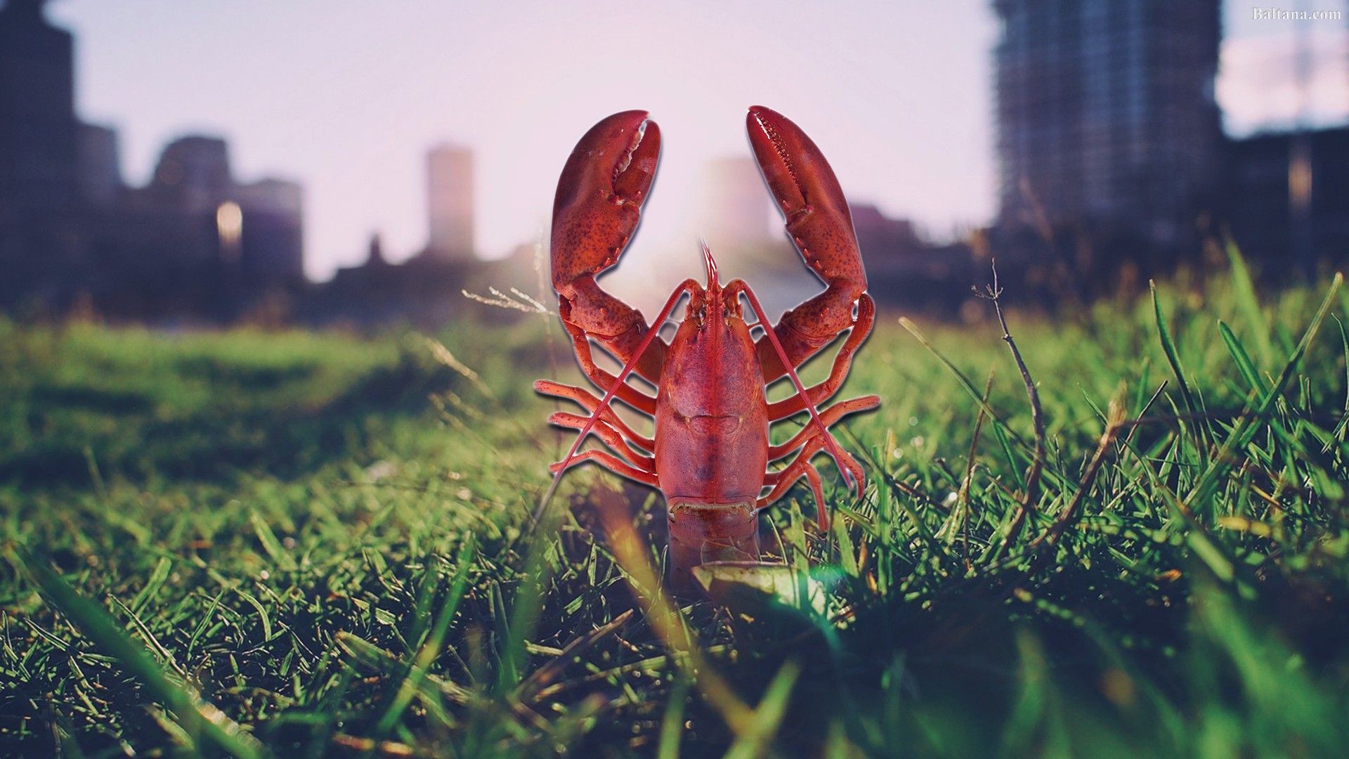 Lobster Wallpapers