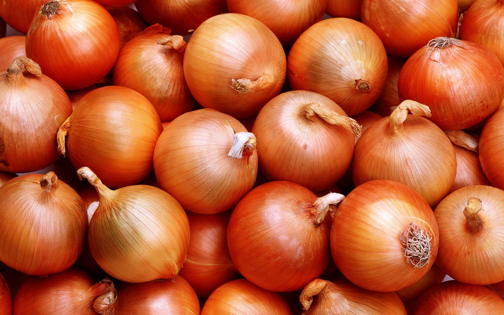 Onion Wallpapers