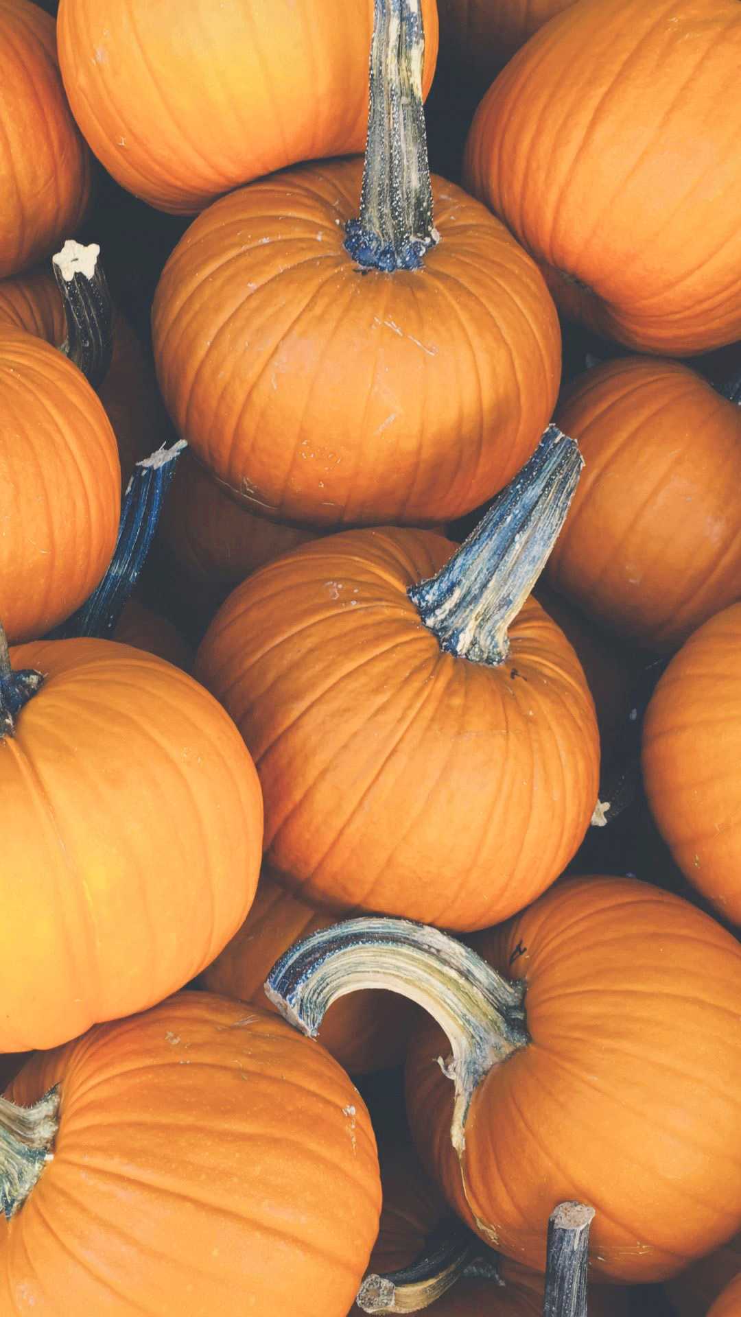 Pumpkin Wallpapers