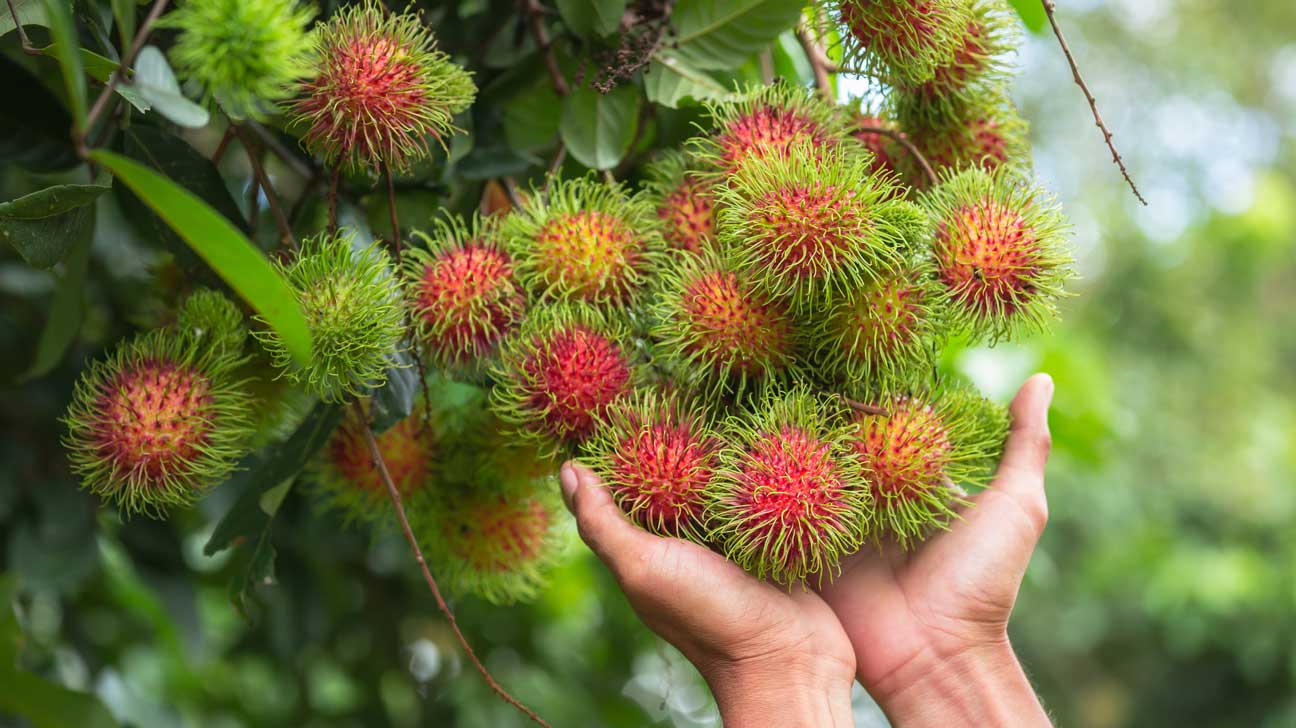 Rambutan Wallpapers