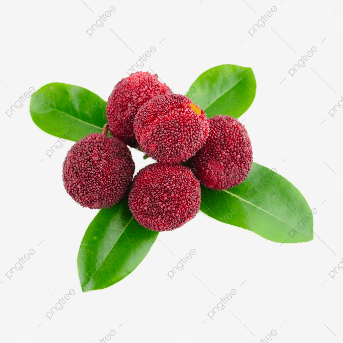 Red Bayberry Wallpapers