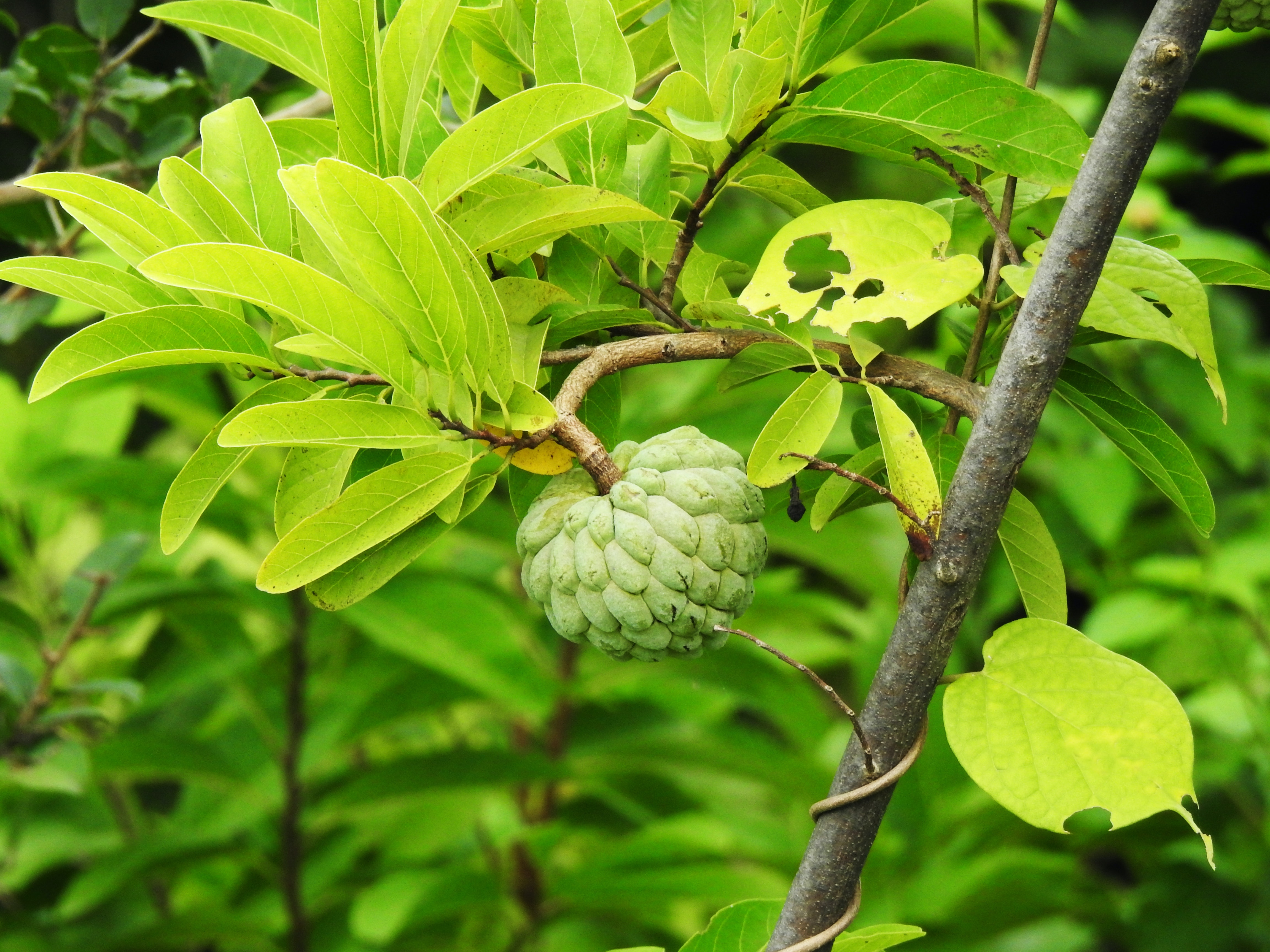 Sugar Apple Wallpapers