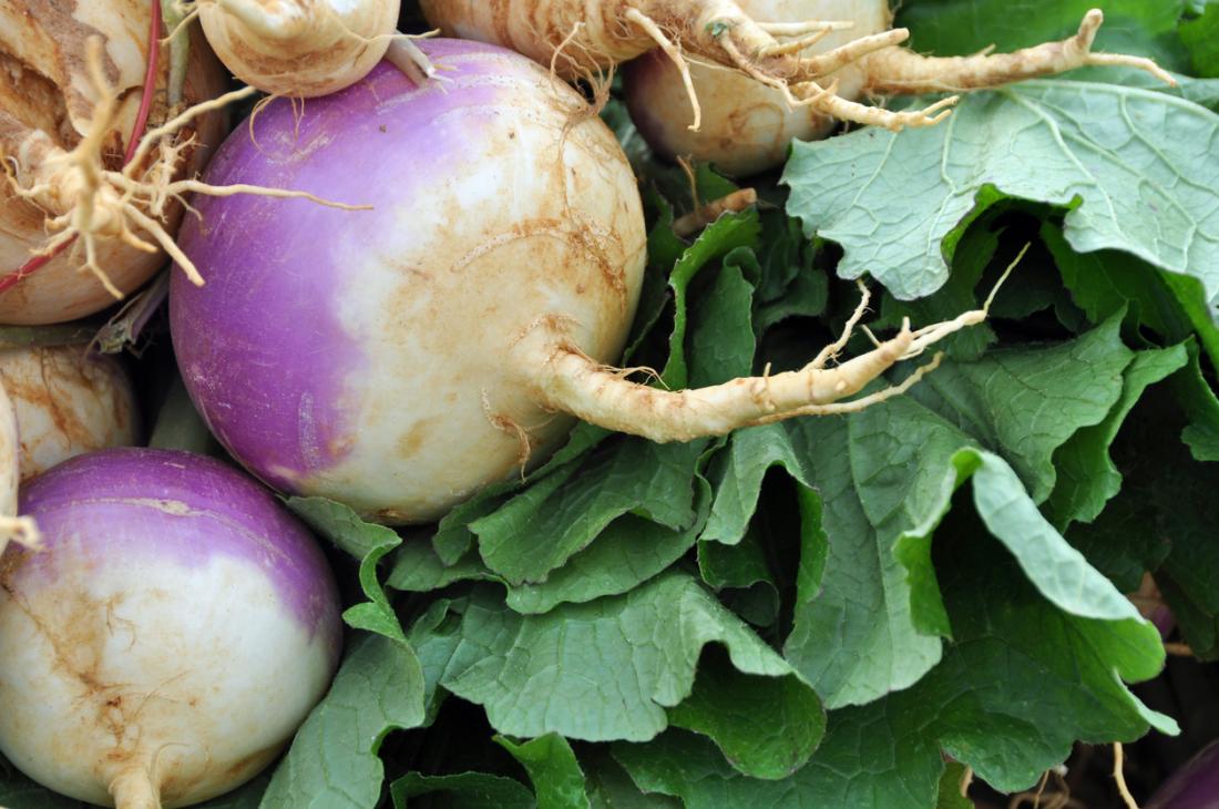 Turnip Wallpapers