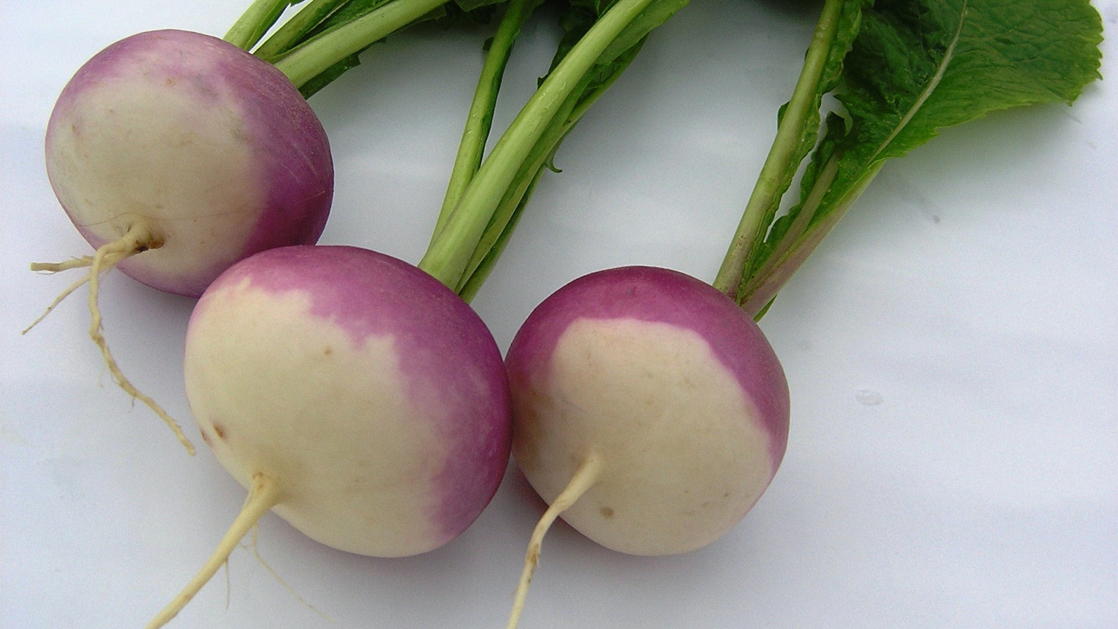 Turnip Wallpapers