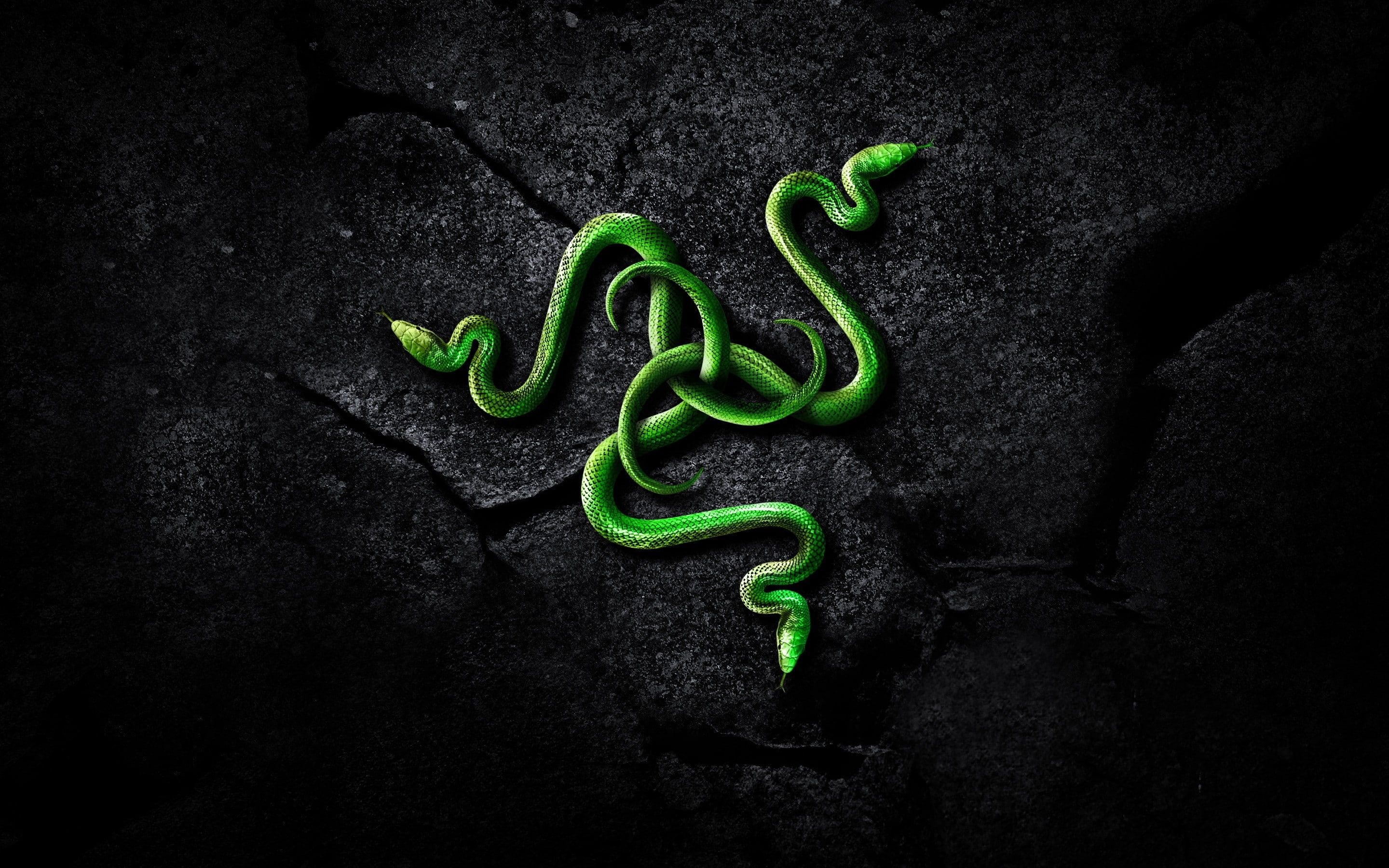 Green Python Hd Razer Wallpapers