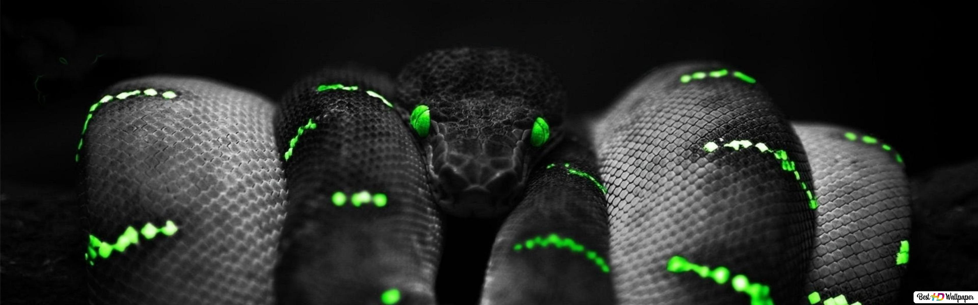 Green Python Hd Razer Wallpapers