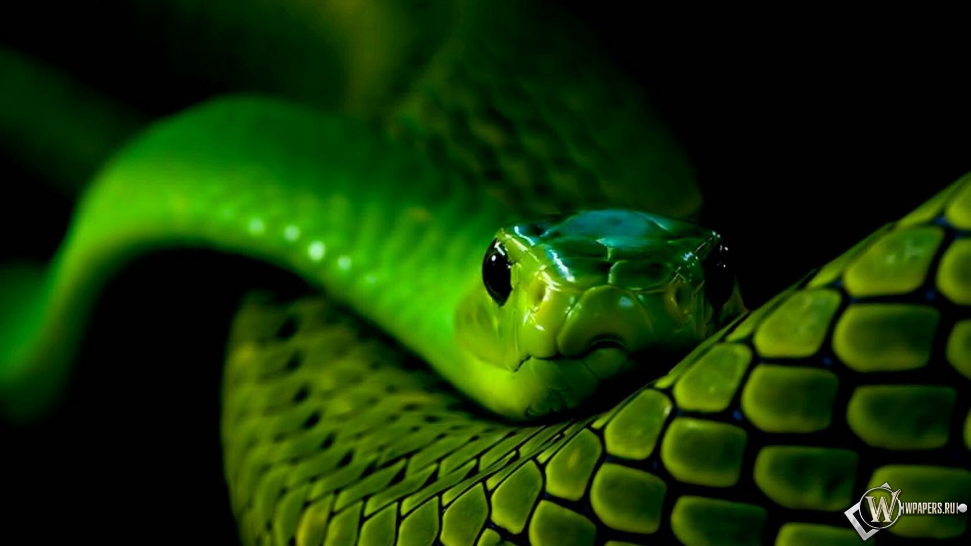 Green Python Hd Razer Wallpapers