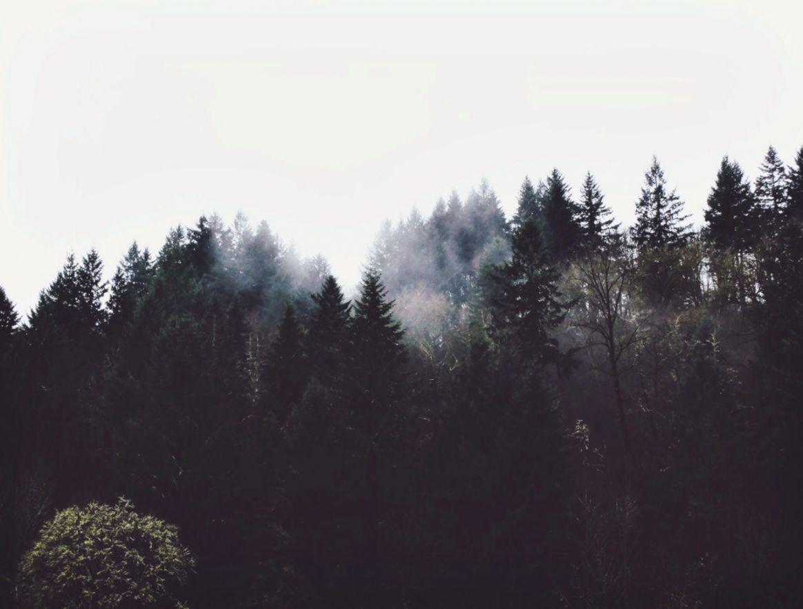 Tumblr Forest Backgrounds