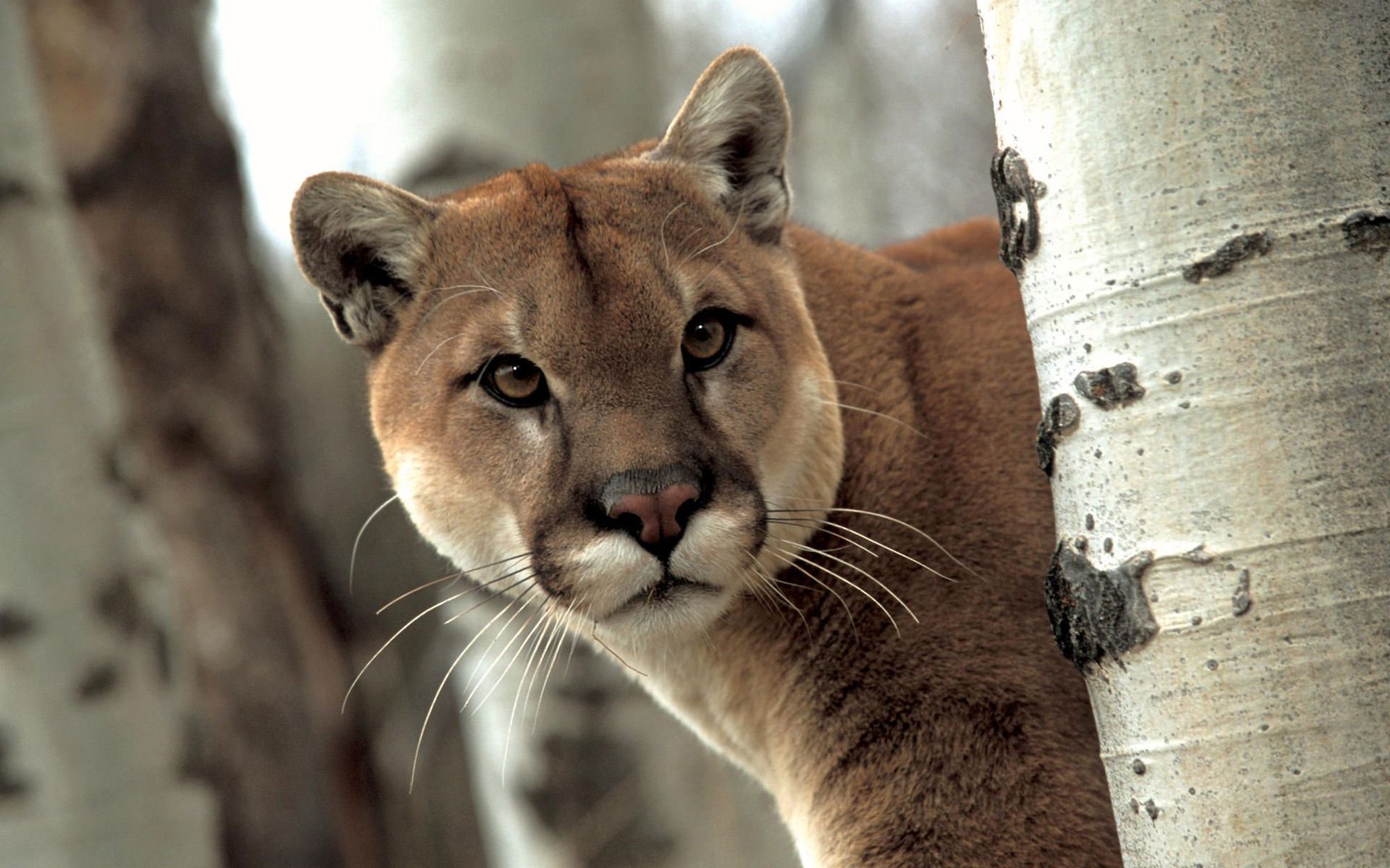 Cougar H Wallpapers