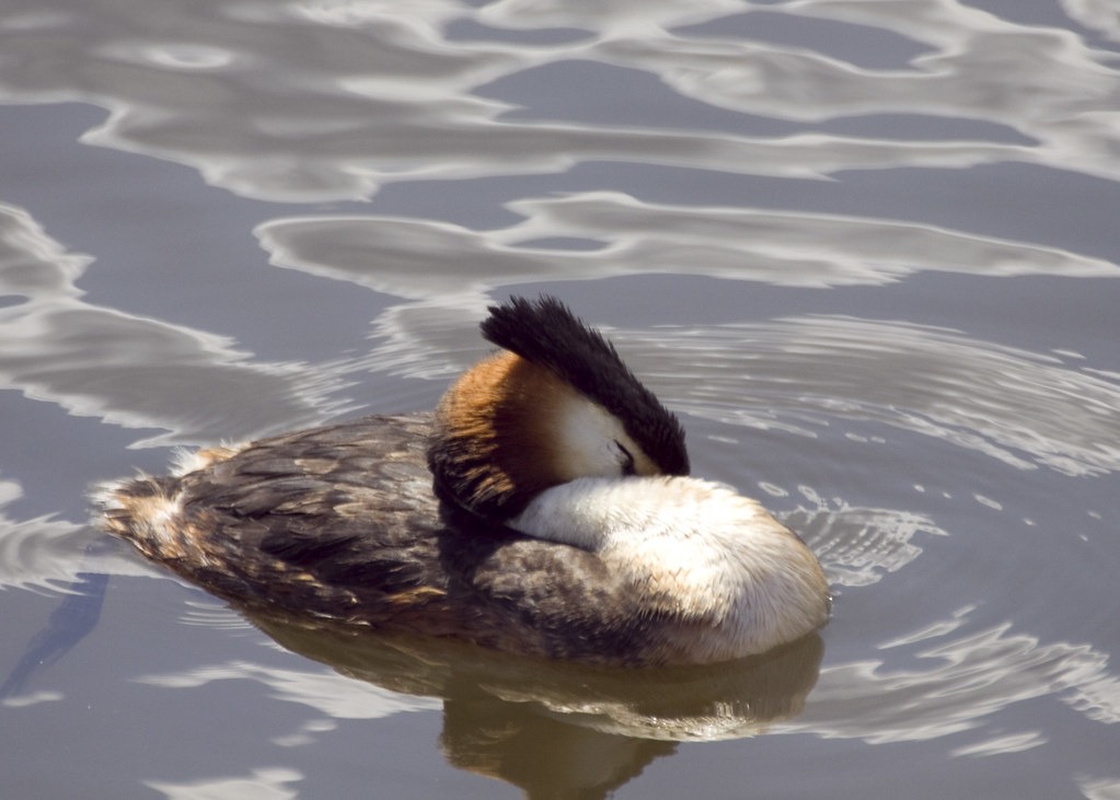 Gloster Grebe Wallpapers