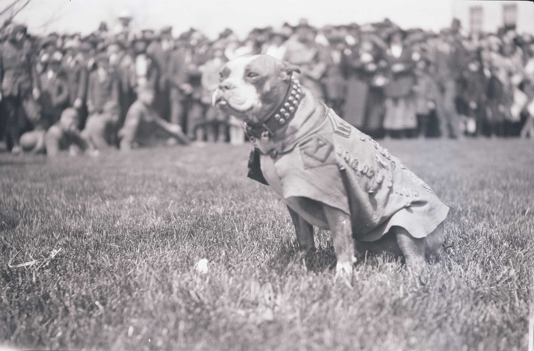 Sergeant Stubby Wallpapers