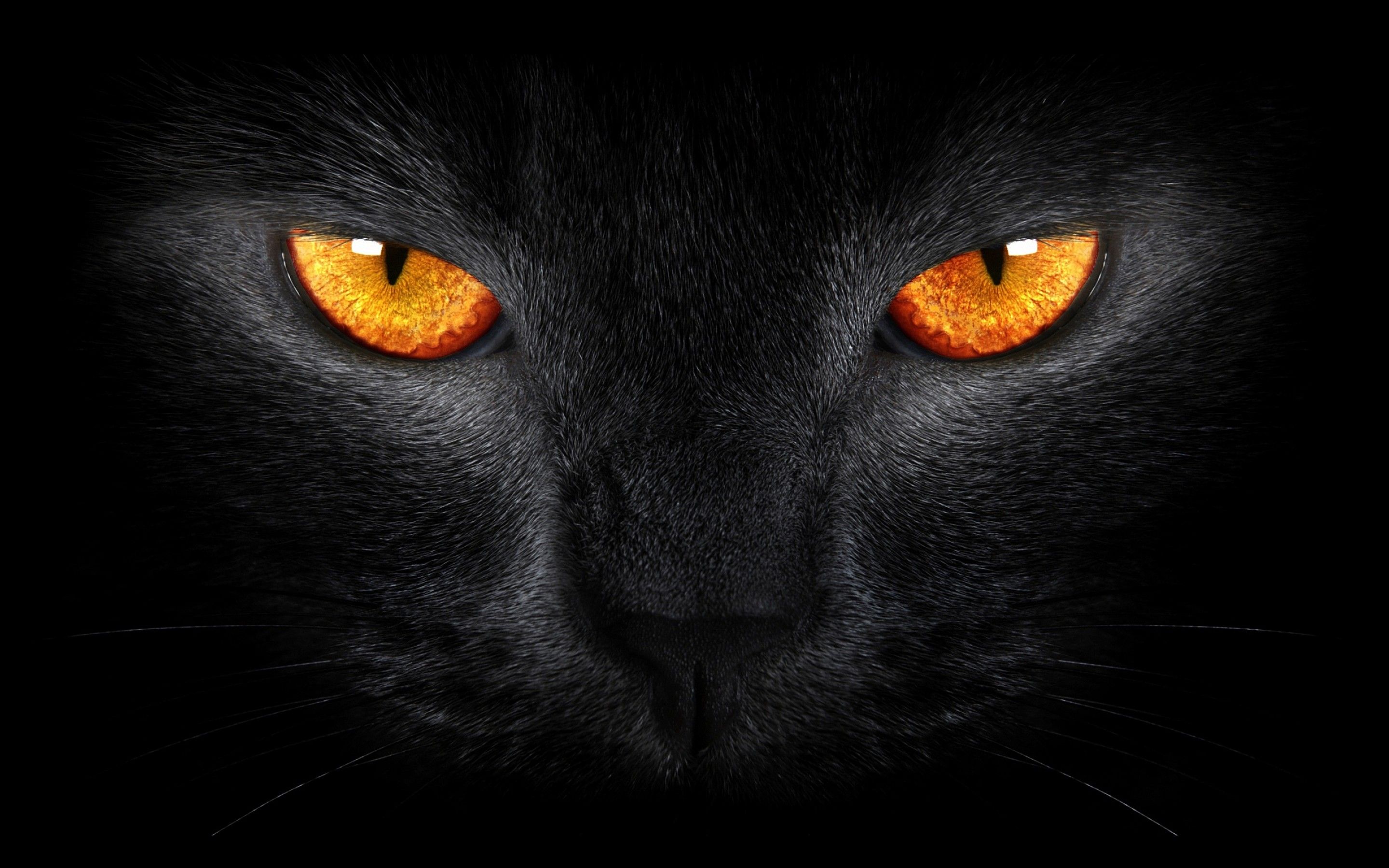 Cartoon Cat Scary Wallpapers