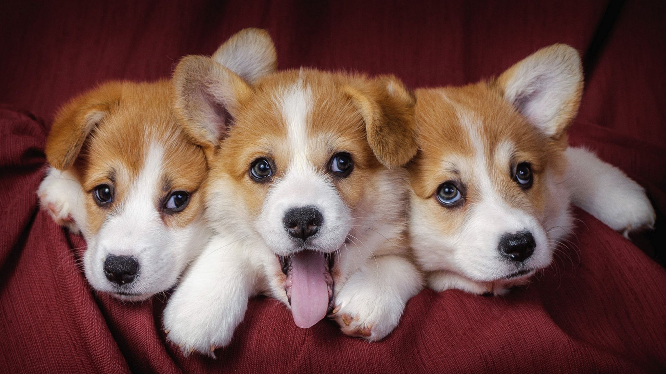 Cartoon Corgis Wallpapers