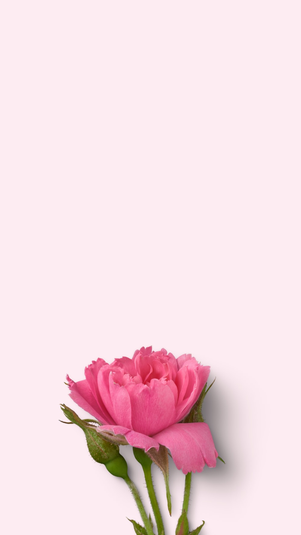 Cartoon Flower Wallpapers