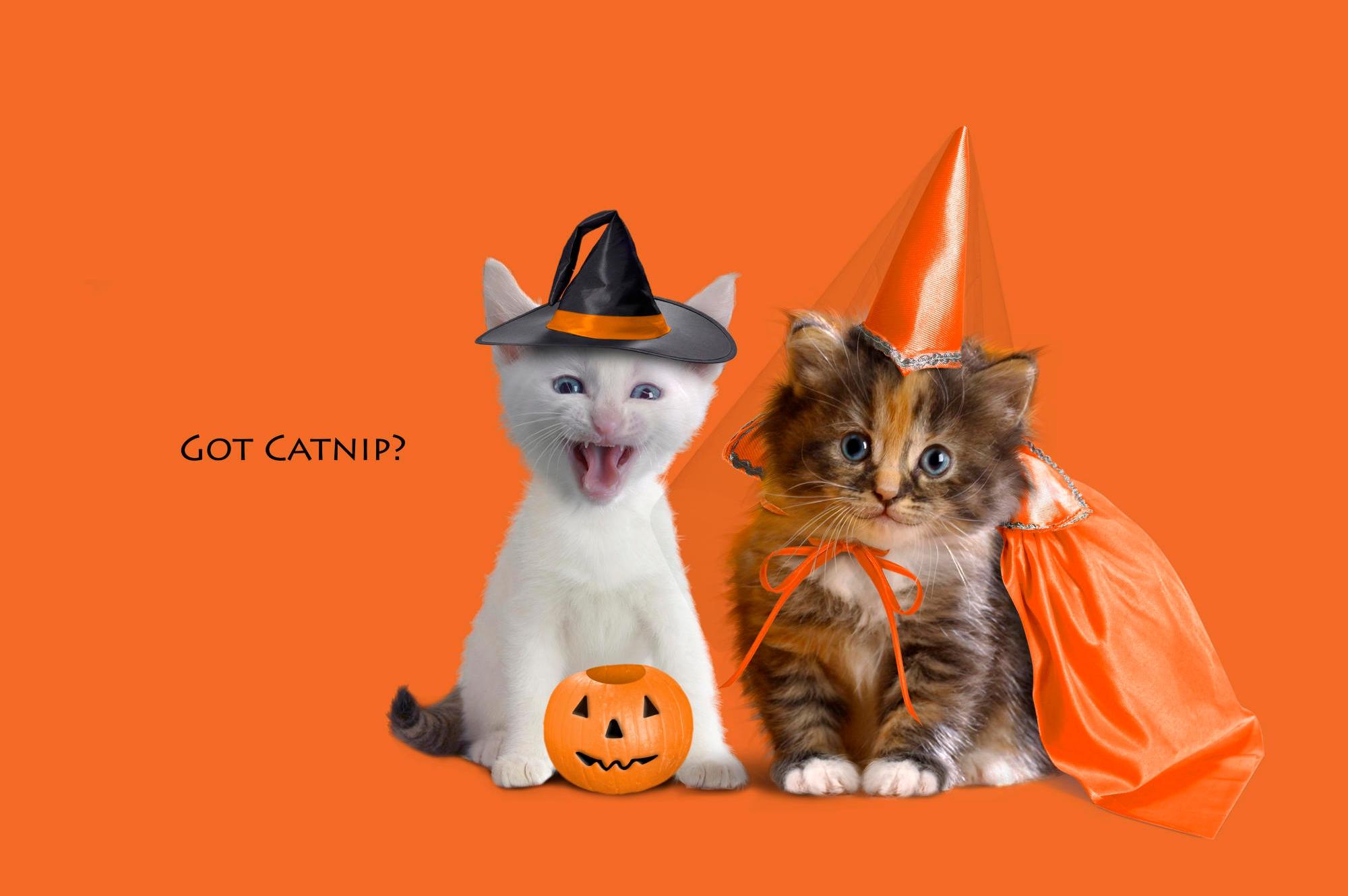 Cartoon Halloween Cat Desktop Wallpapers