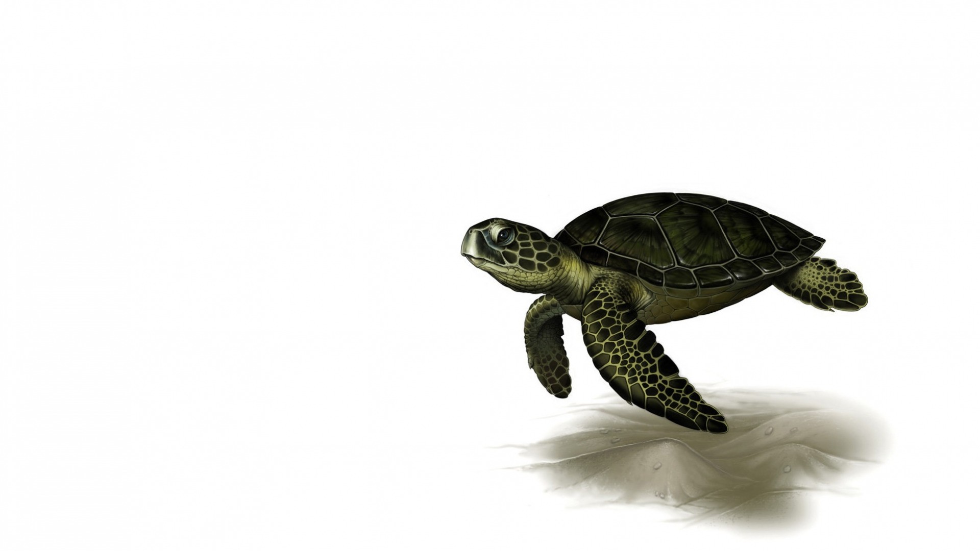 Cartoon Sea Turtle Wallpapers