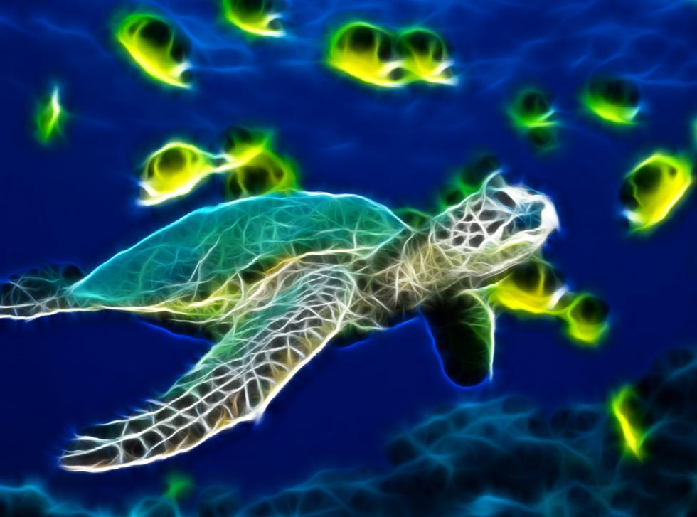 Cartoon Sea Turtle Wallpapers