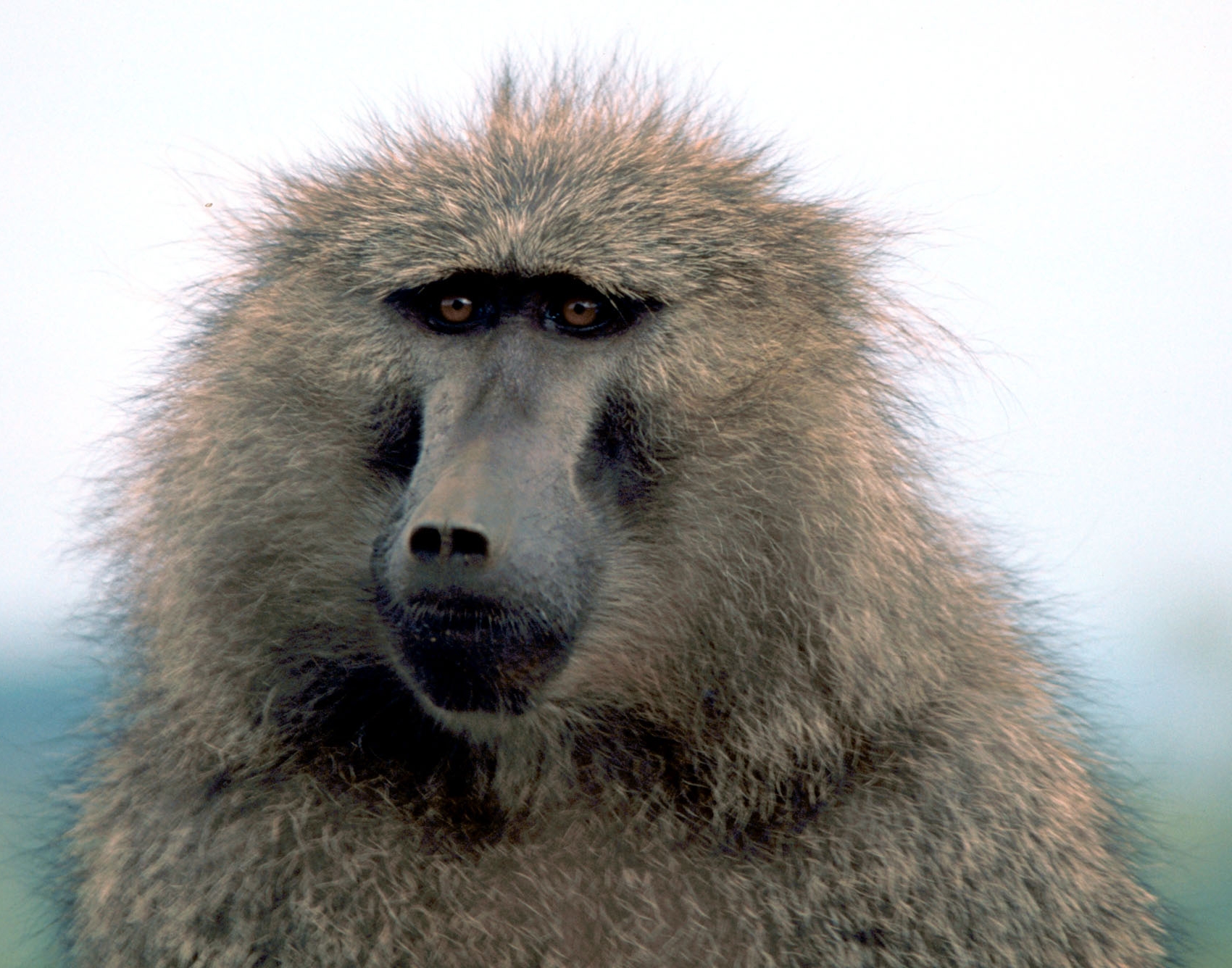 Baboons With Bill Bailey Wallpapers