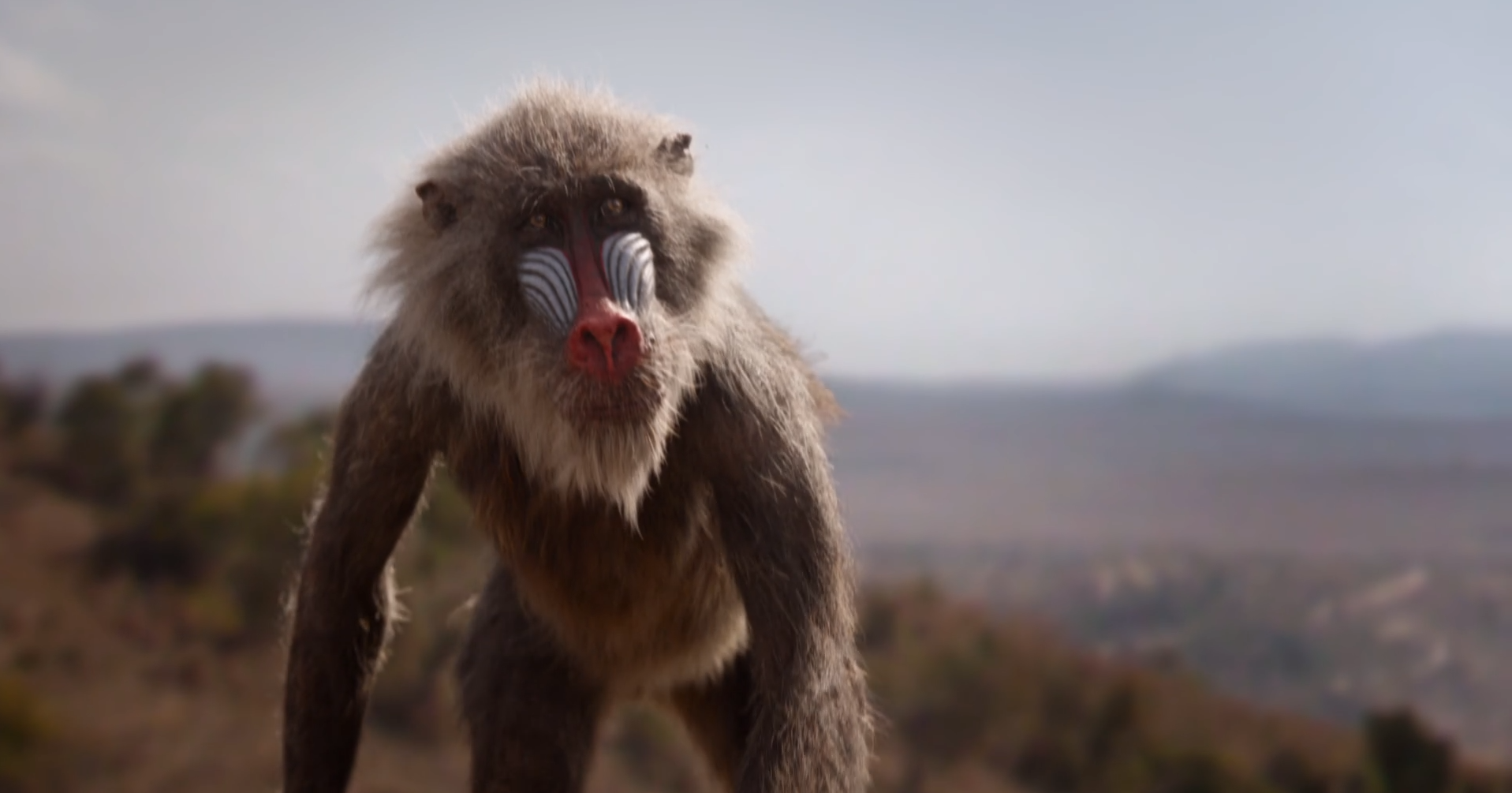 Baboons With Bill Bailey Wallpapers