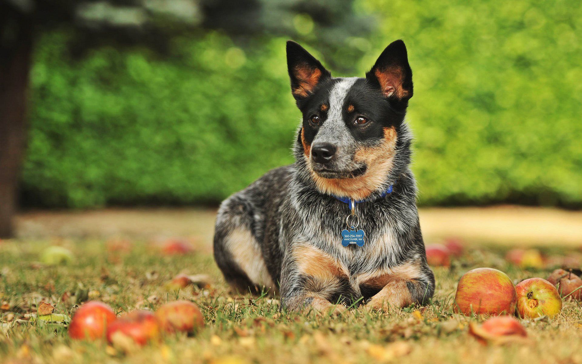 Blue Heelers Wallpapers