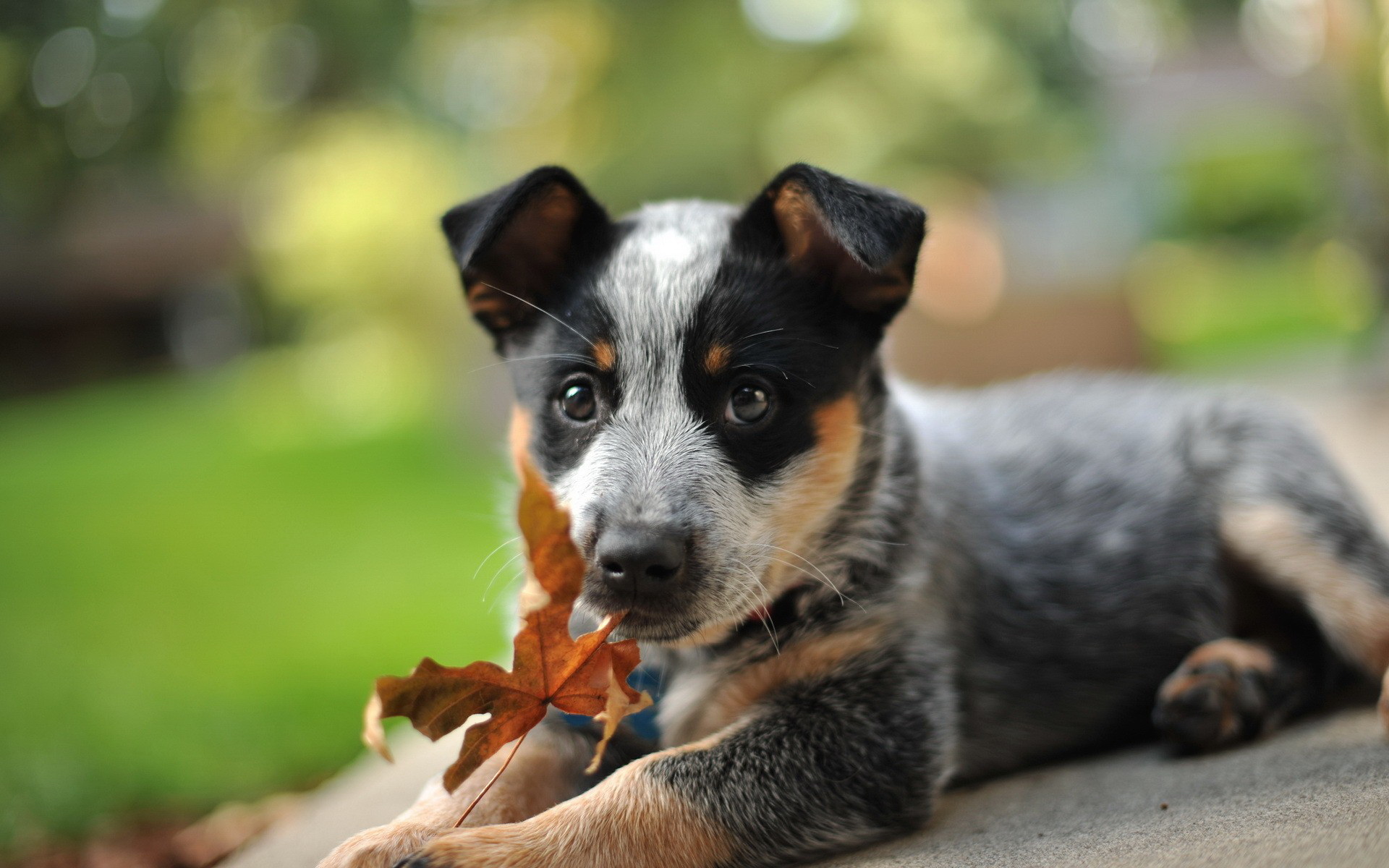 Blue Heelers Wallpapers