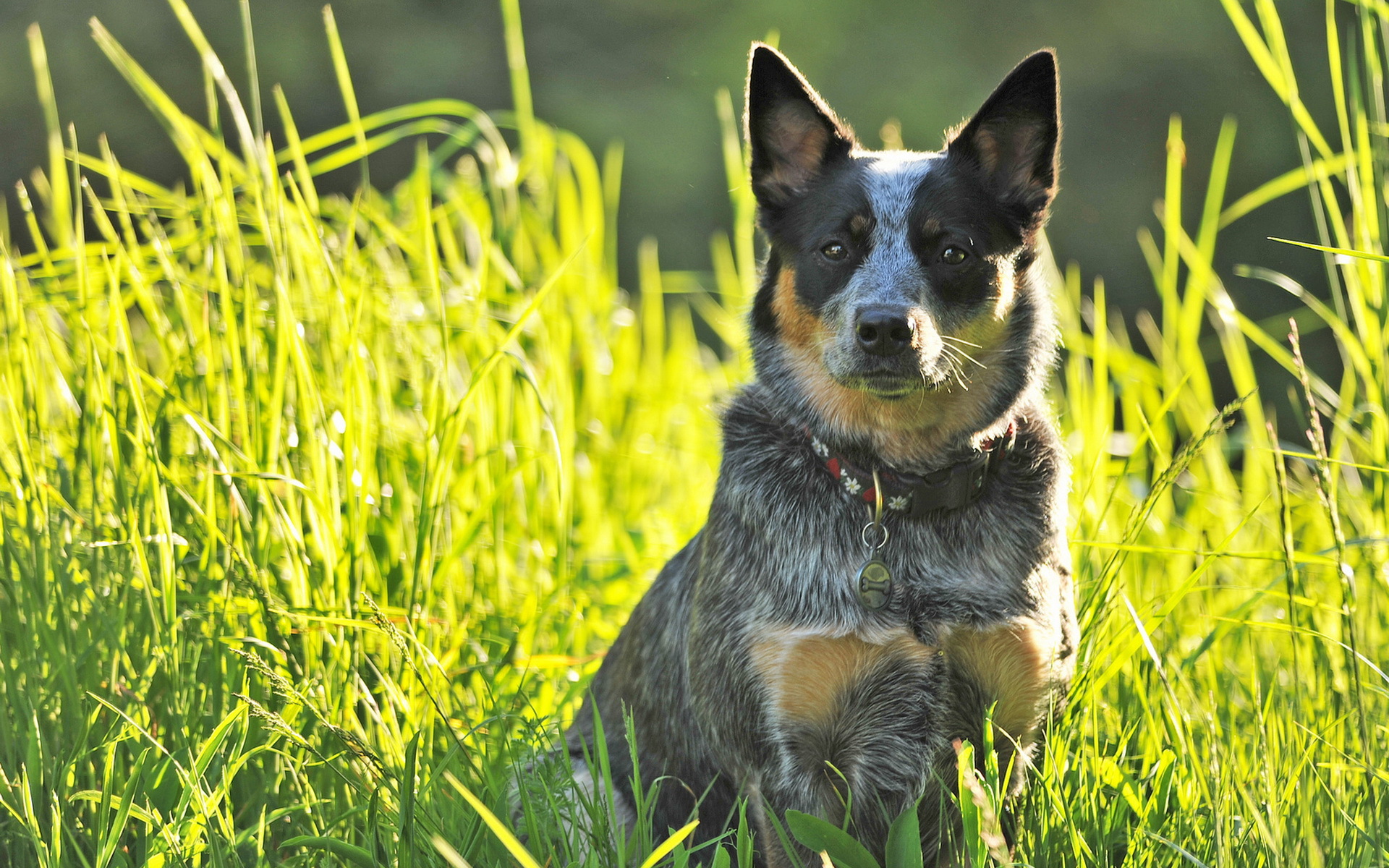 Blue Heelers Wallpapers