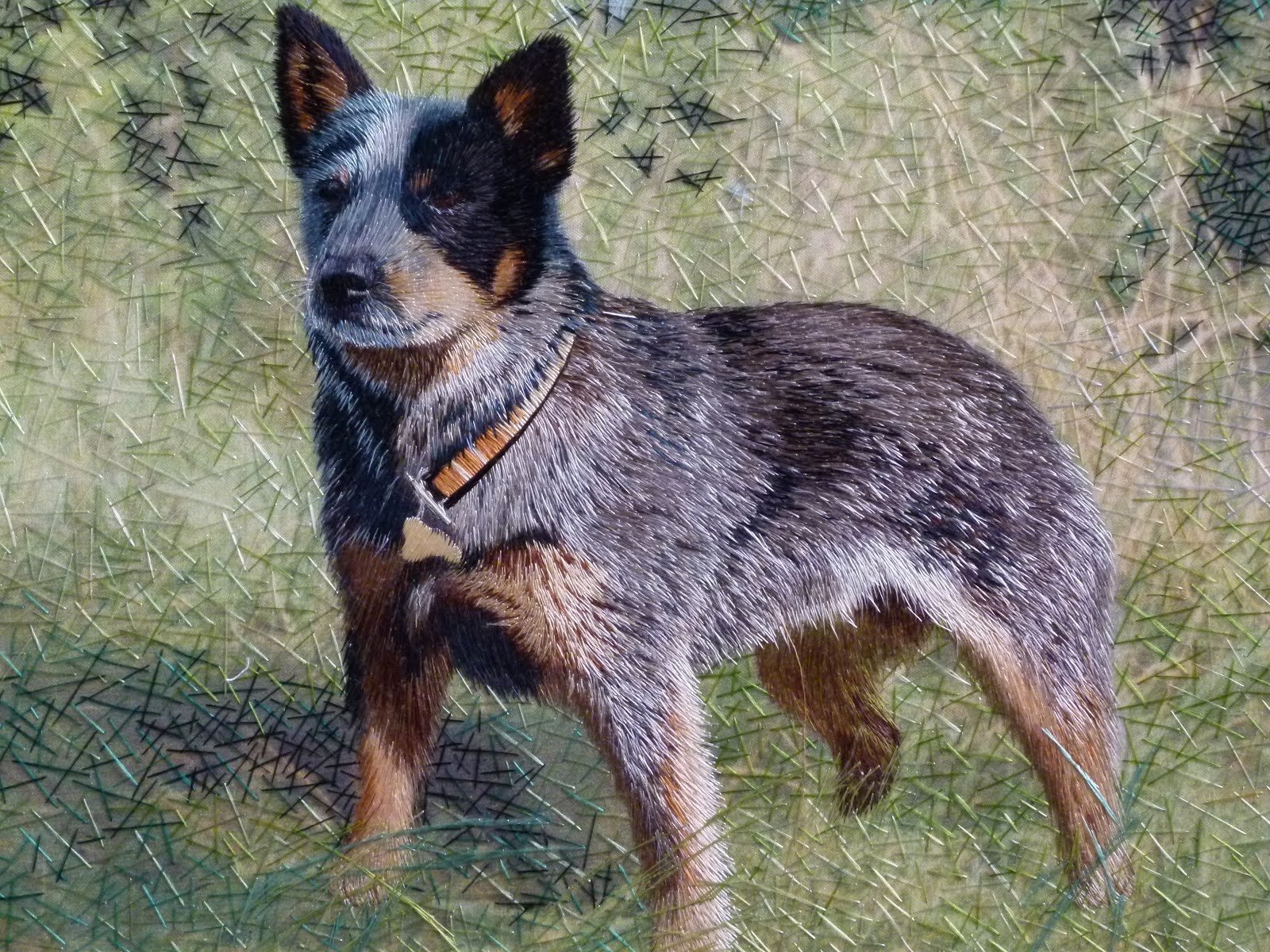 Blue Heelers Wallpapers