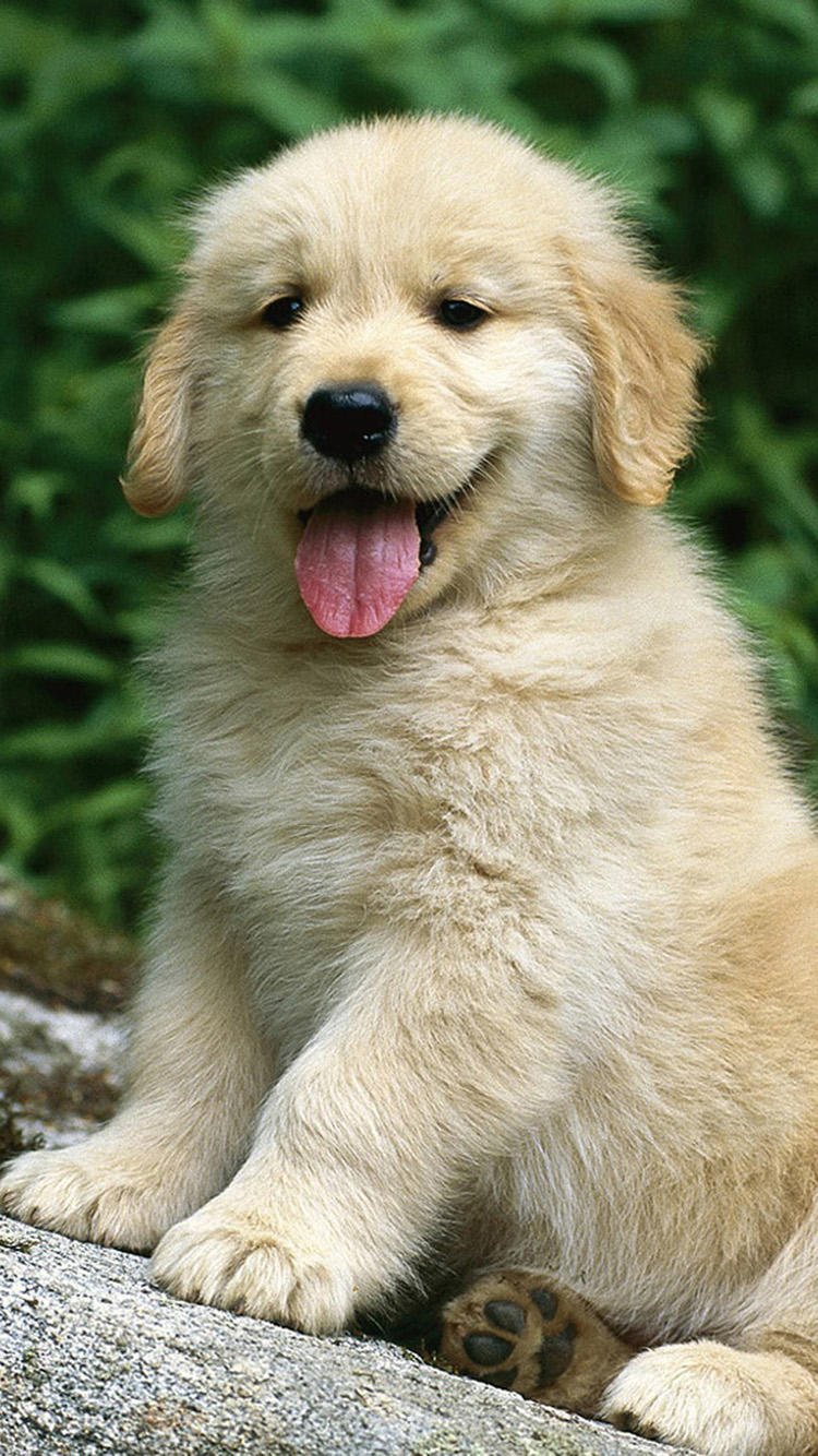 Golden Retriever Hd Hawkeye Wallpapers