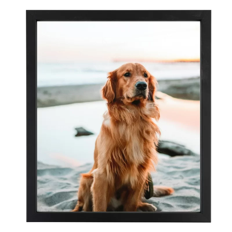 Golden Retriever Hd Hawkeye Wallpapers