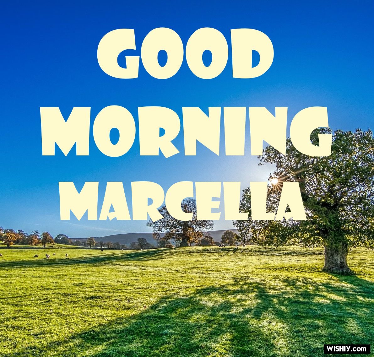 Marcella Wallpapers