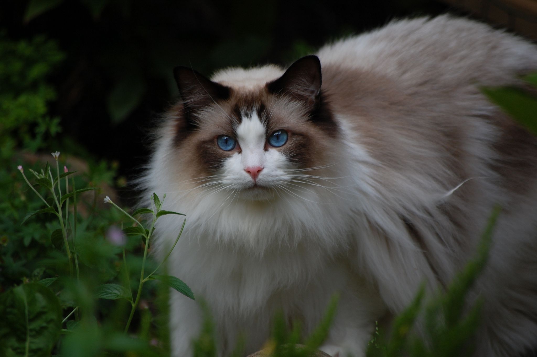 Ragdoll Wallpapers