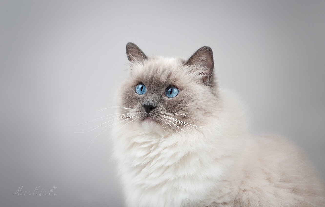 Ragdoll Wallpapers