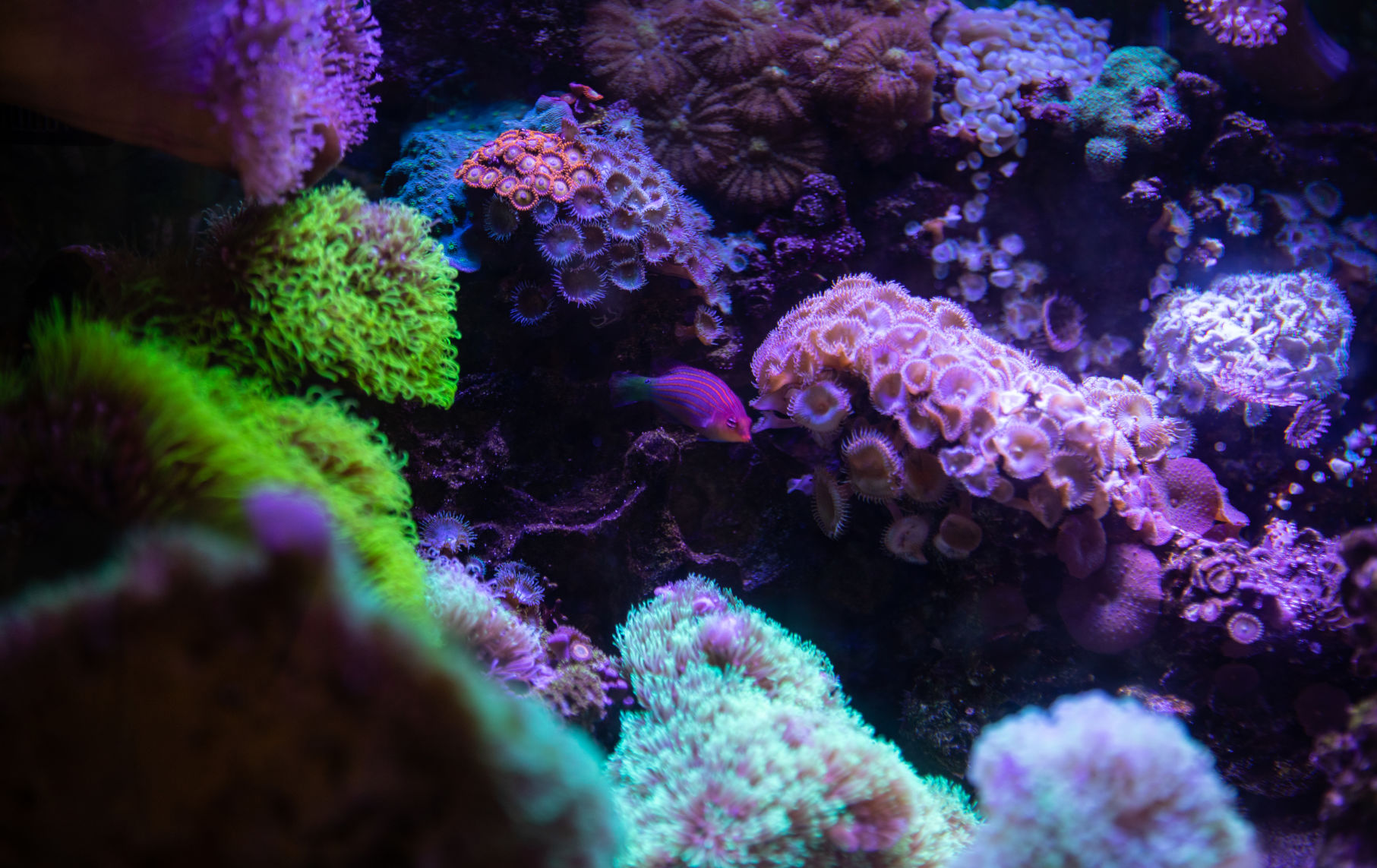 Reef Doctors Wallpapers