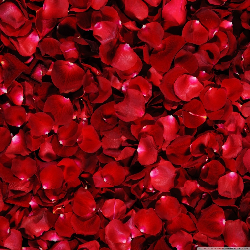 American Beauty Wallpapers