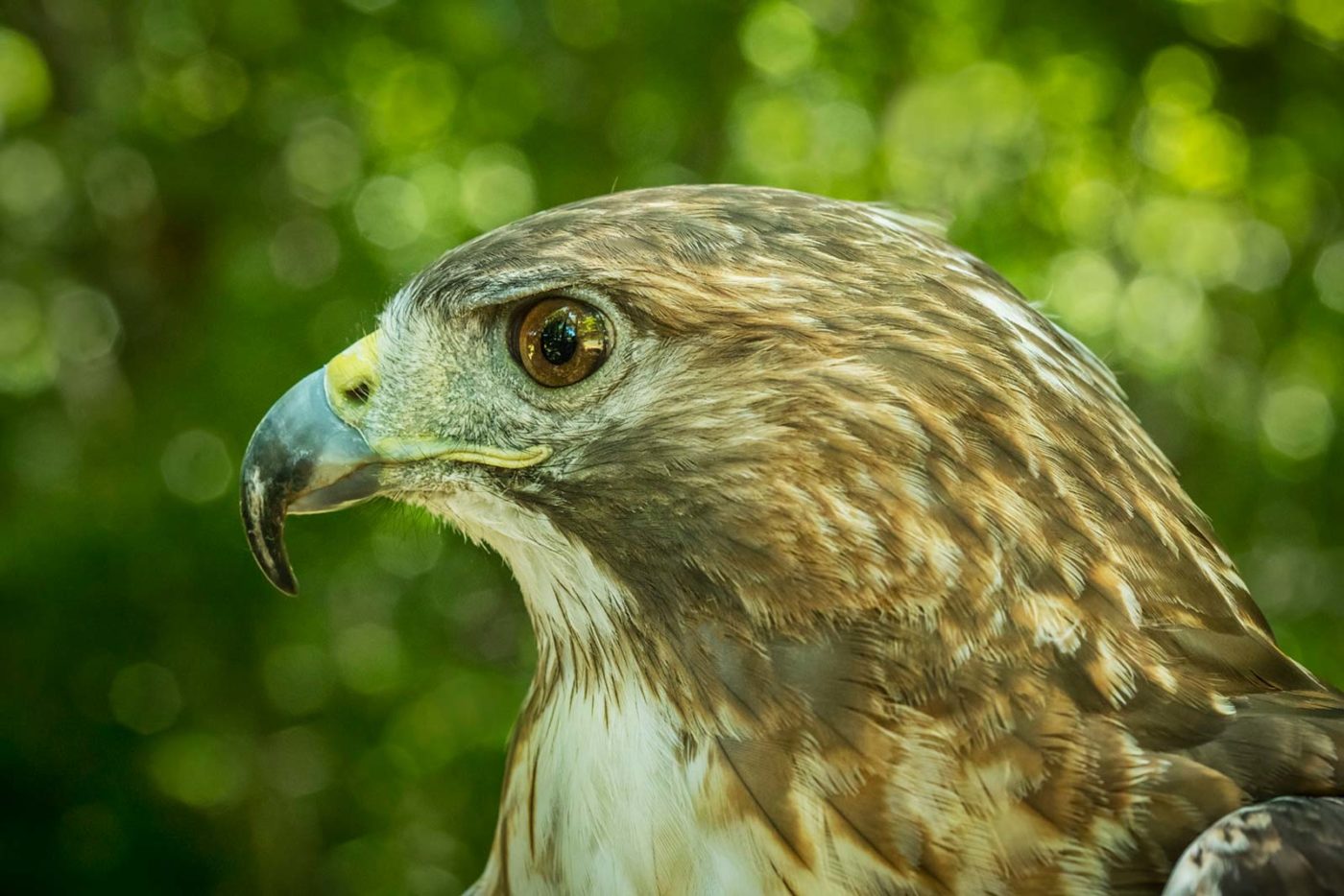 Birds Of Prey New Banner Wallpapers