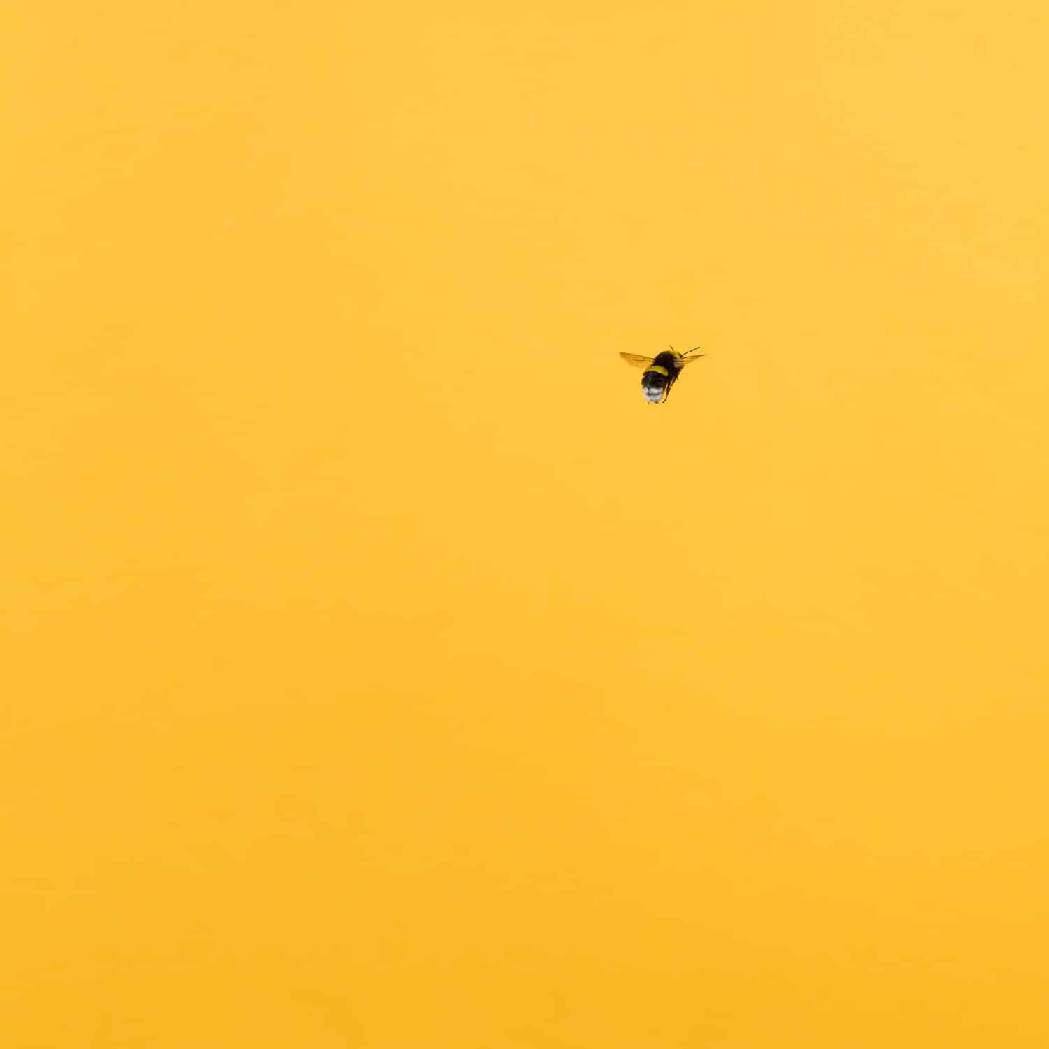 Bumblebee Minimalism Art Wallpapers