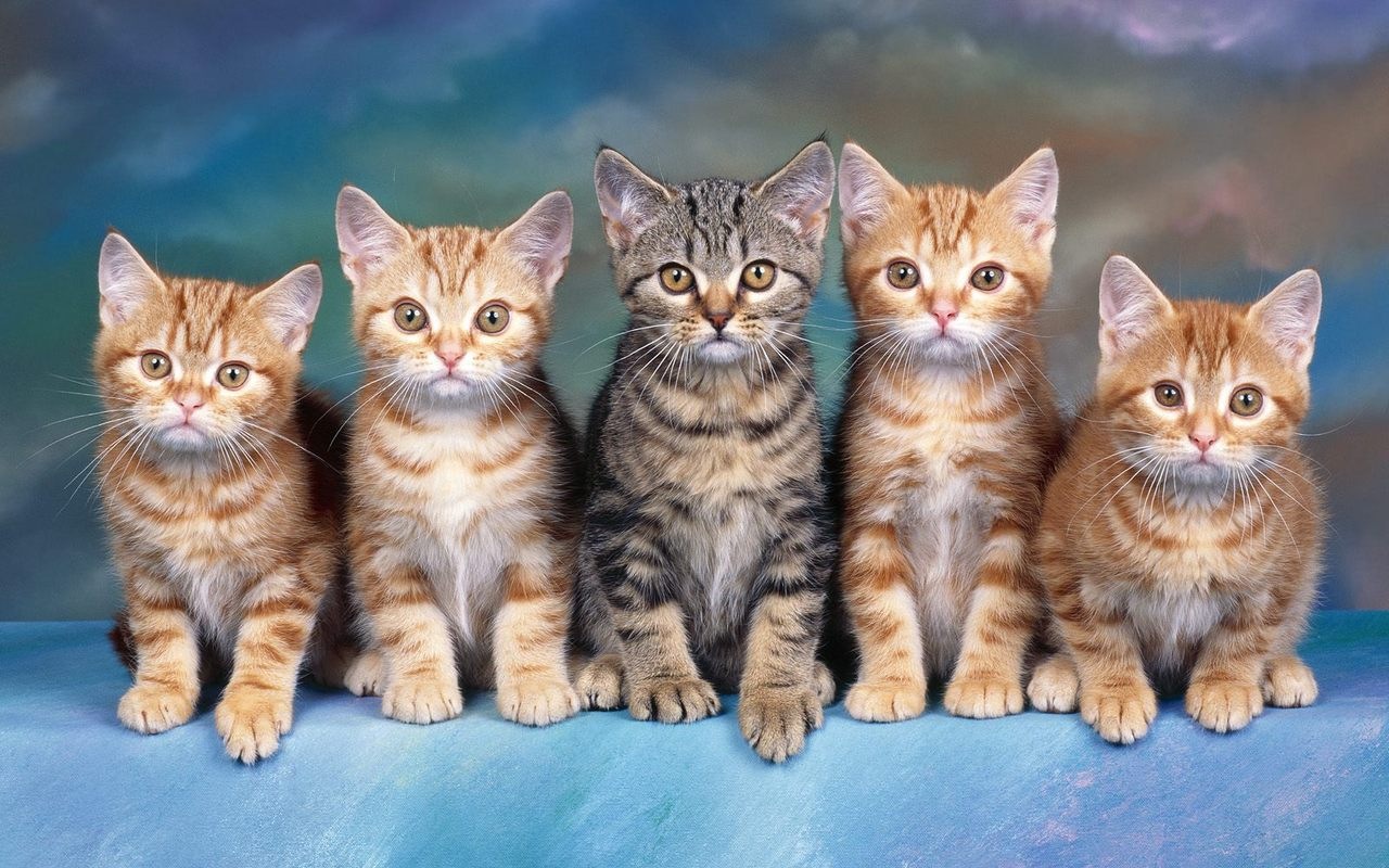 Cats & Dogs: The Revenge Of Kitty Galore Wallpapers