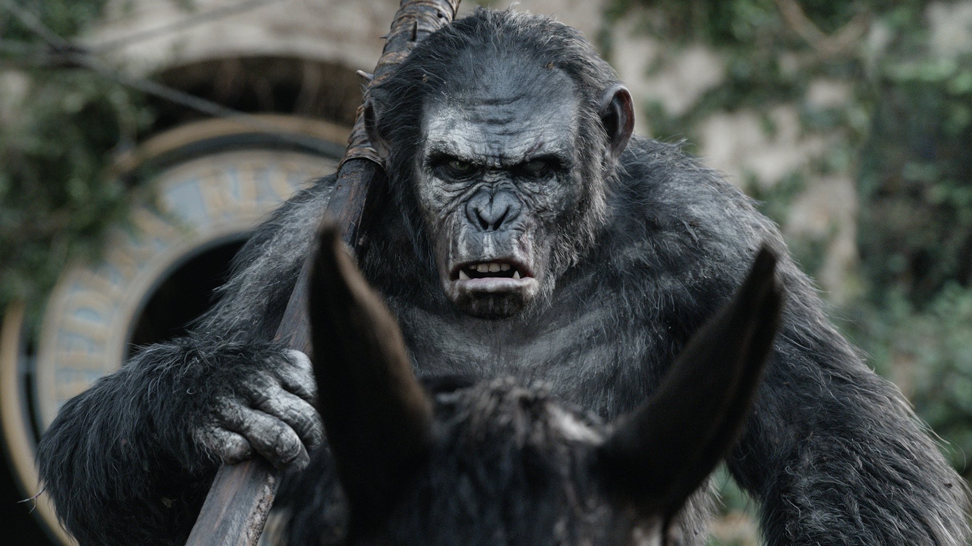 Dawn Of The Planet Of The Apes Wallpapers