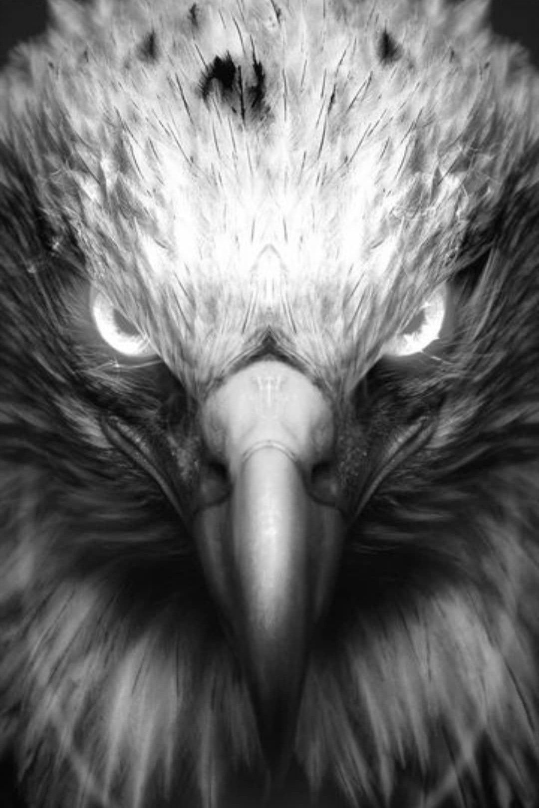 Eagle Eye Wallpapers